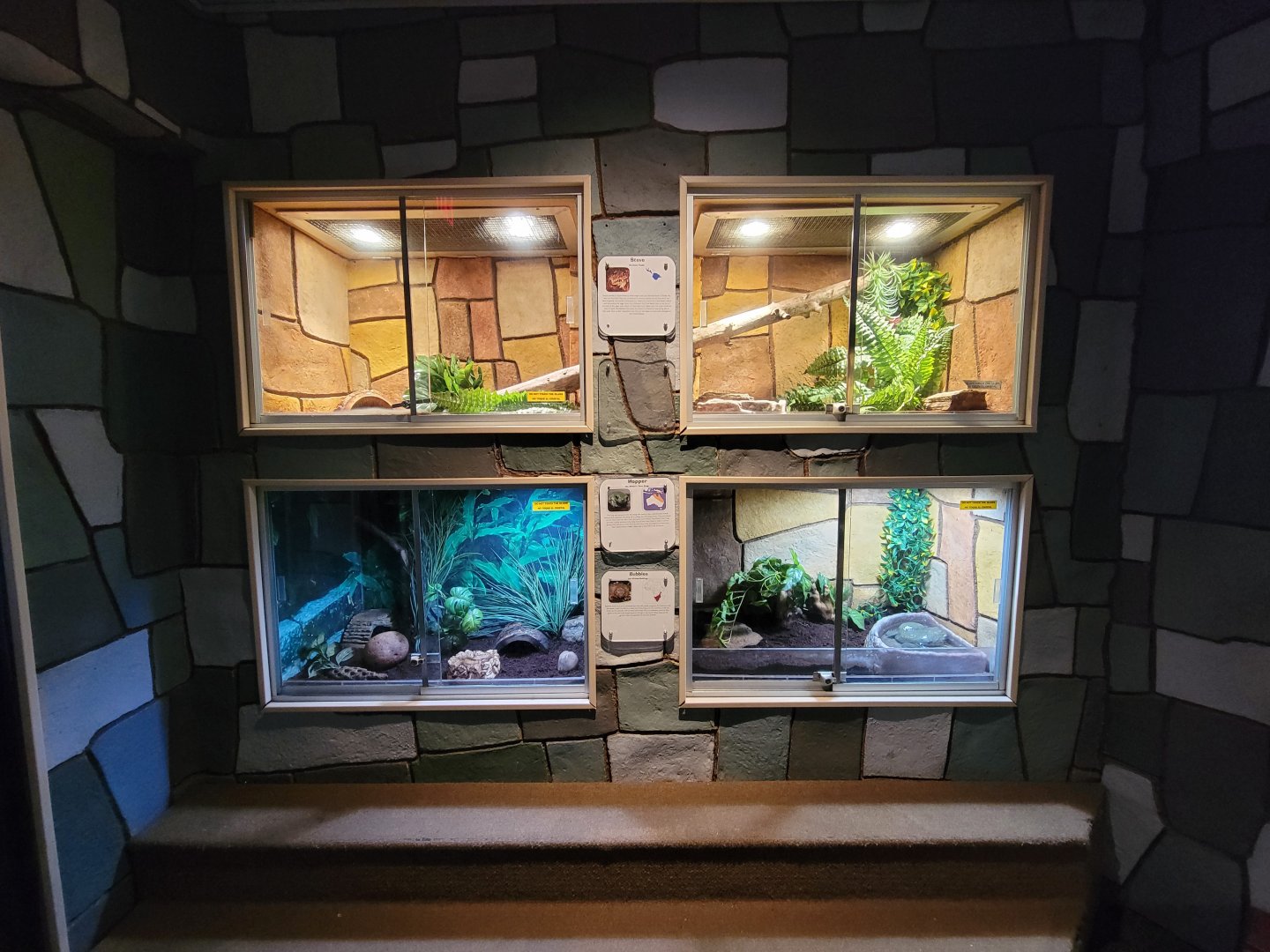 Children's Museum CT - Wildlife Sanctuary cane toads (top), white's tree frog (lower left), African bullfrog (lower right)