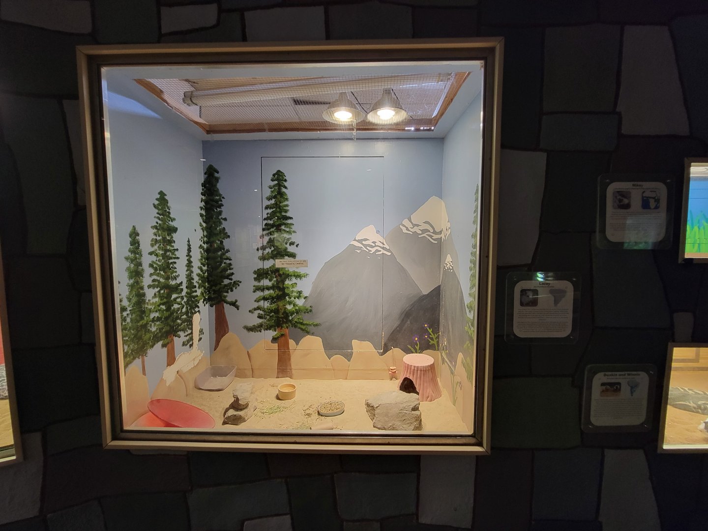 Children's Museum CT - Wildlife Sanctuary chinchillas