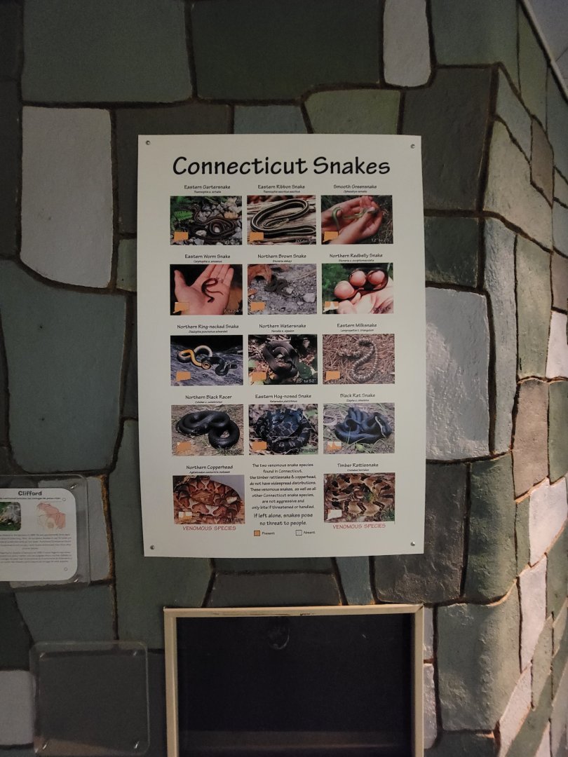 Children's Museum CT - Wildlife Sanctuary Connecticut's snakes