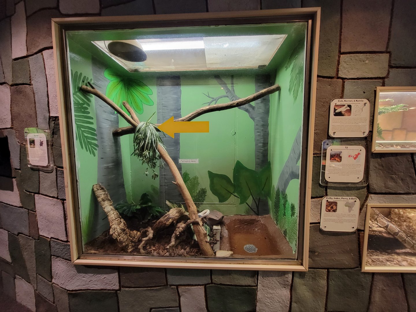 Children's Museum CT - Wildlife Sanctuary corn snakes, black rat snake