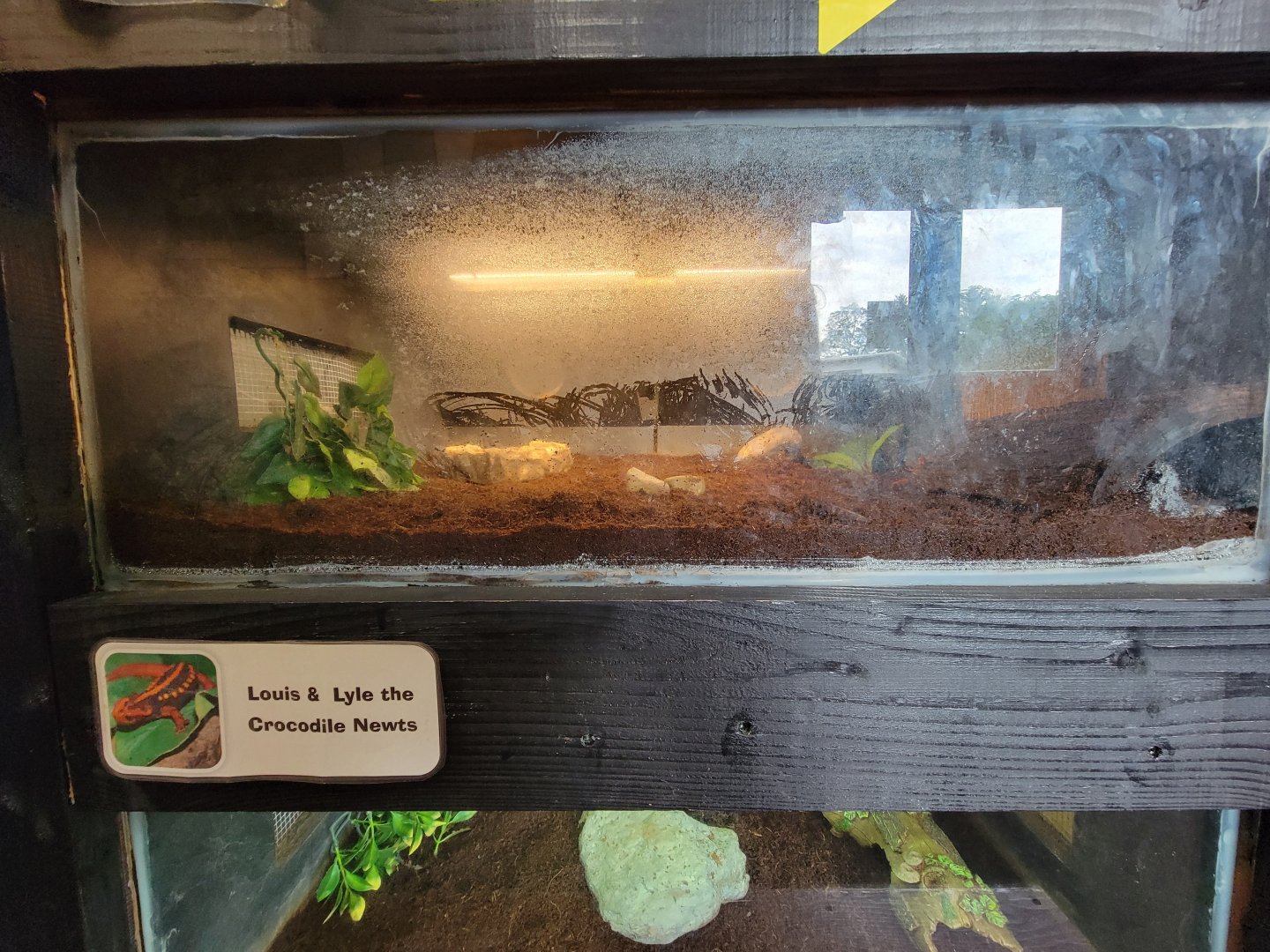 Children's Museum CT - Wildlife Sanctuary crocodile newts