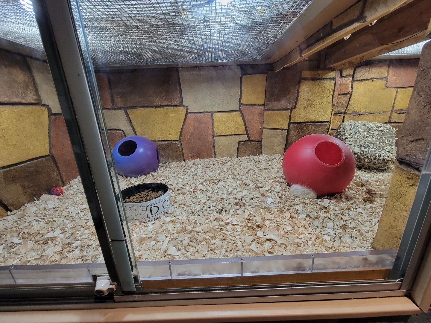 Children's Museum CT - Wildlife Sanctuary domestic ferrets