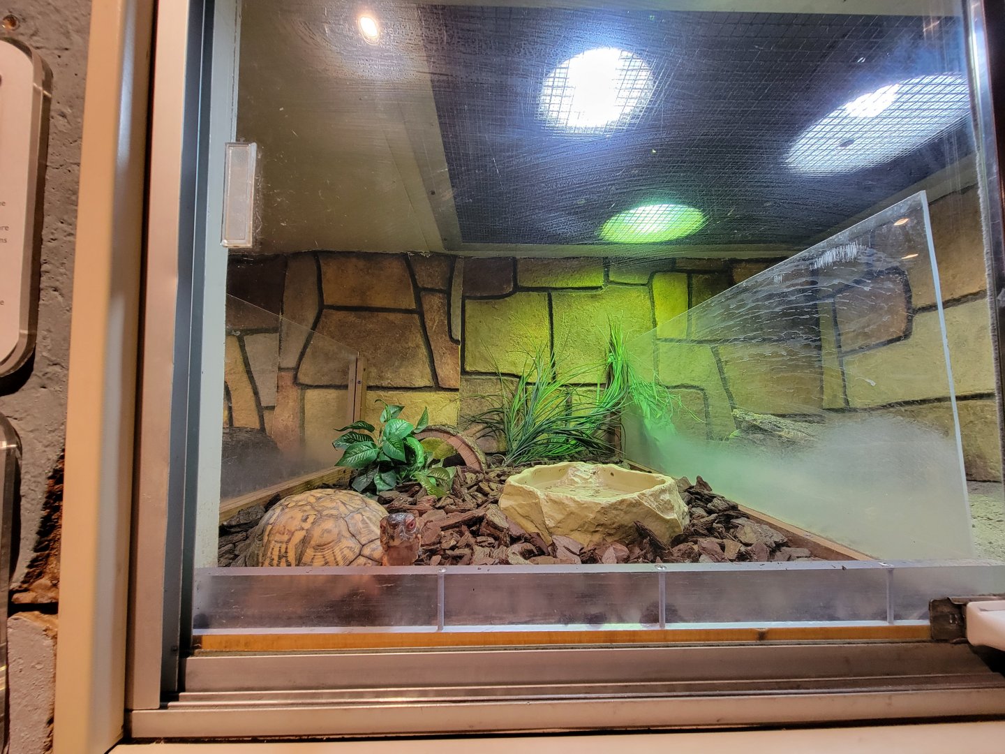 Children's Museum CT - Wildlife Sanctuary eastern box turtle