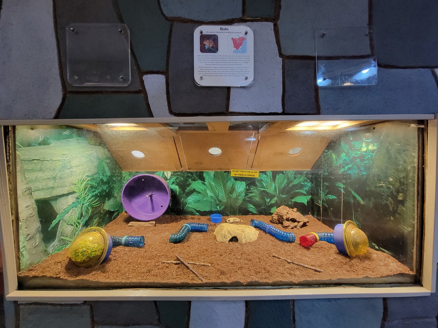 Children's Museum CT - Wildlife Sanctuary eastern chipmunk