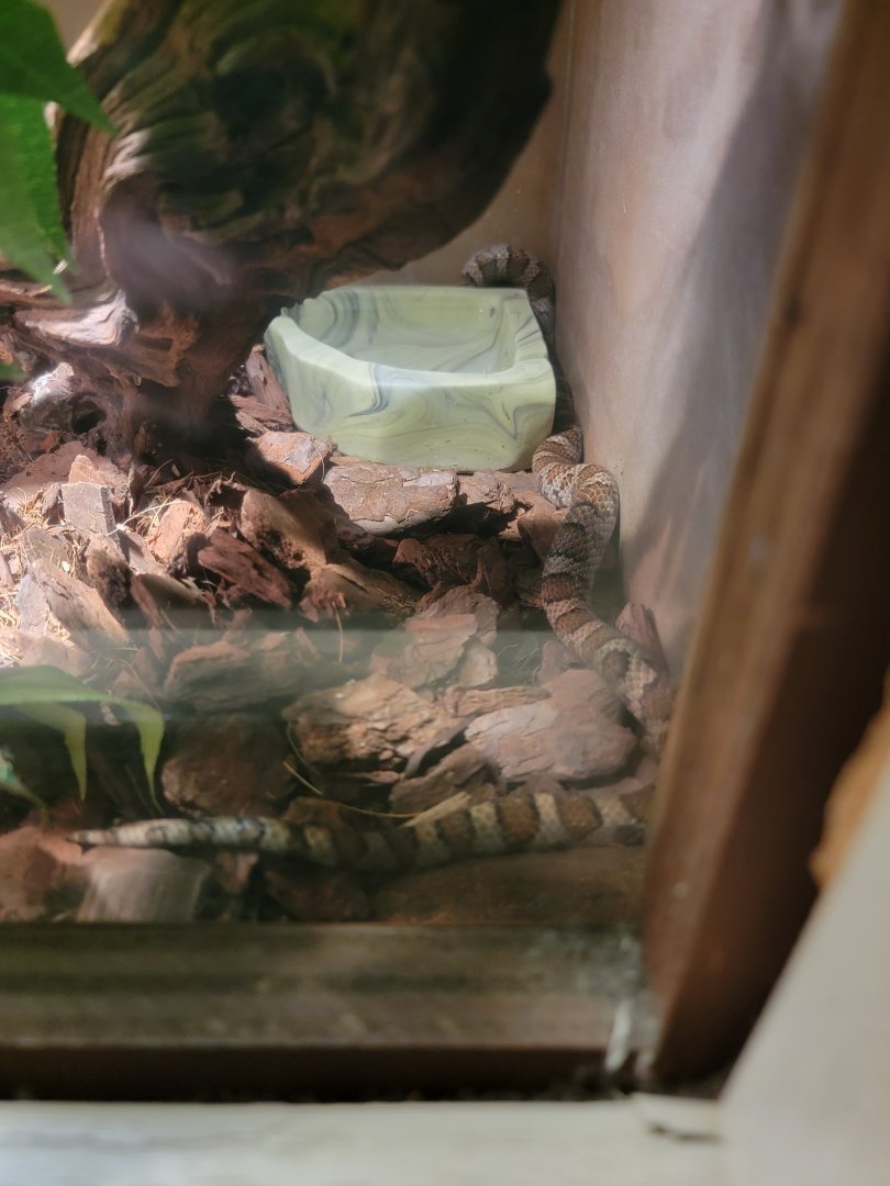 Children's Museum CT - Wildlife Sanctuary eastern milk snake