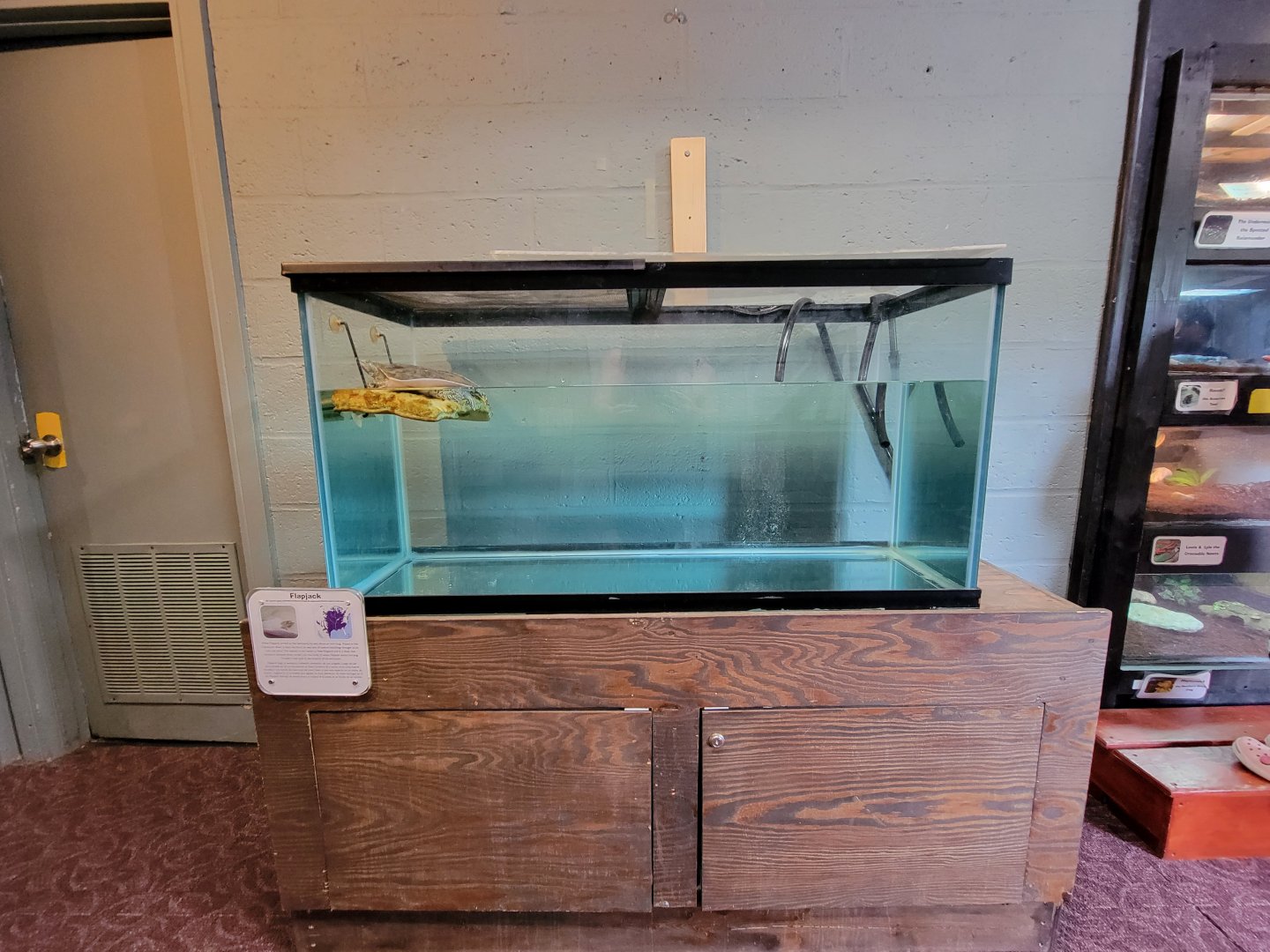 Children's Museum CT - Wildlife Sanctuary eastern spiny softshell turtle