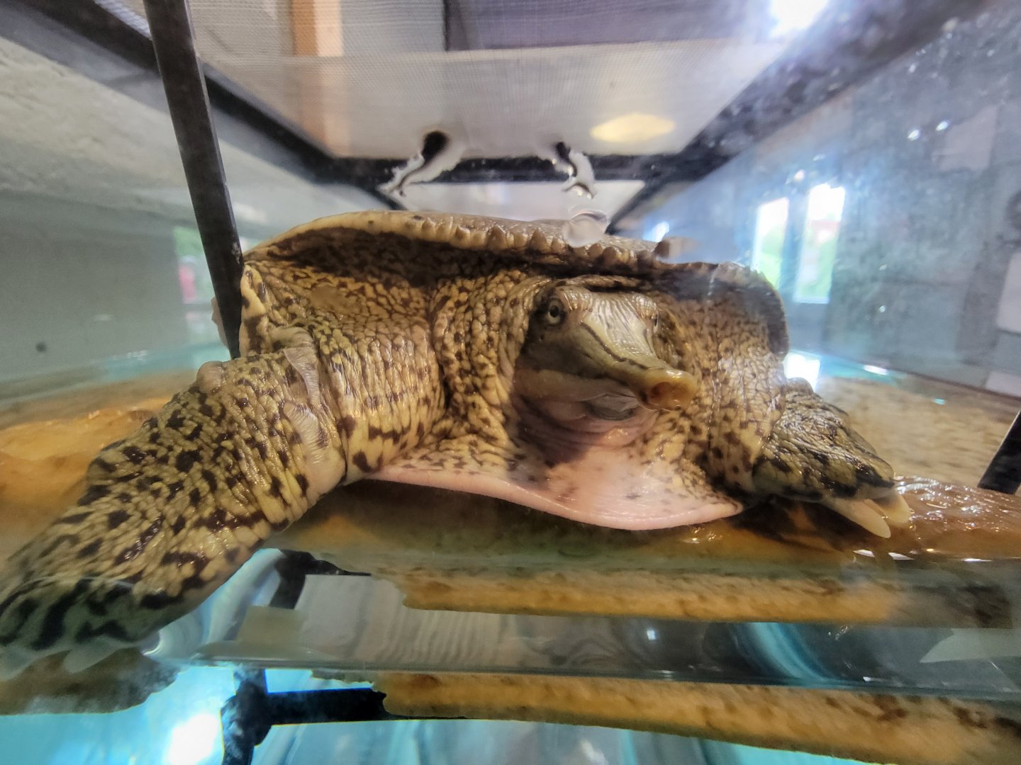 Children's Museum CT - Wildlife Sanctuary eastern spiny softshell turtle