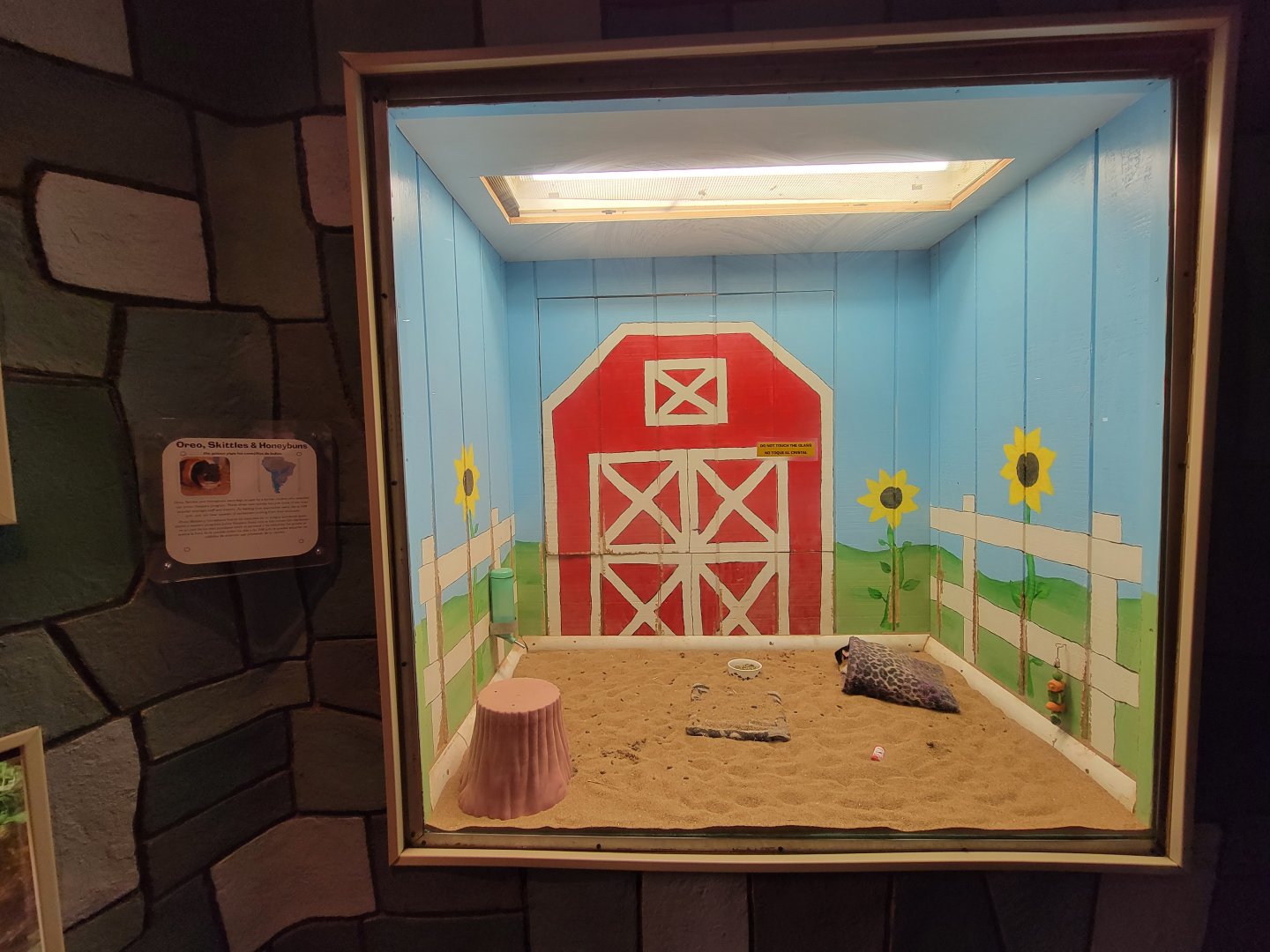 Children's Museum CT - Wildlife Sanctuary guinea pigs