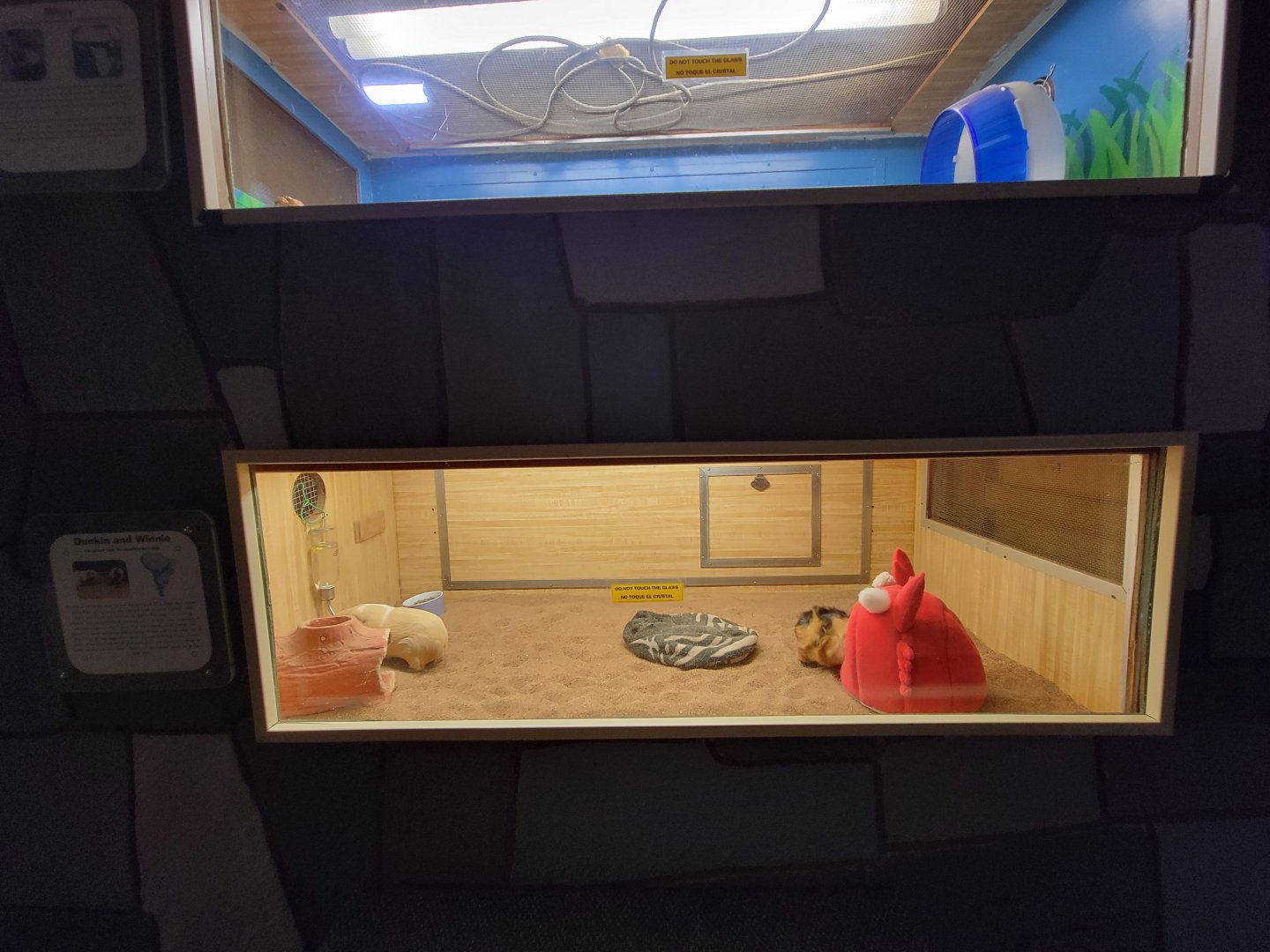 Children's Museum CT - Wildlife Sanctuary guinea pigs