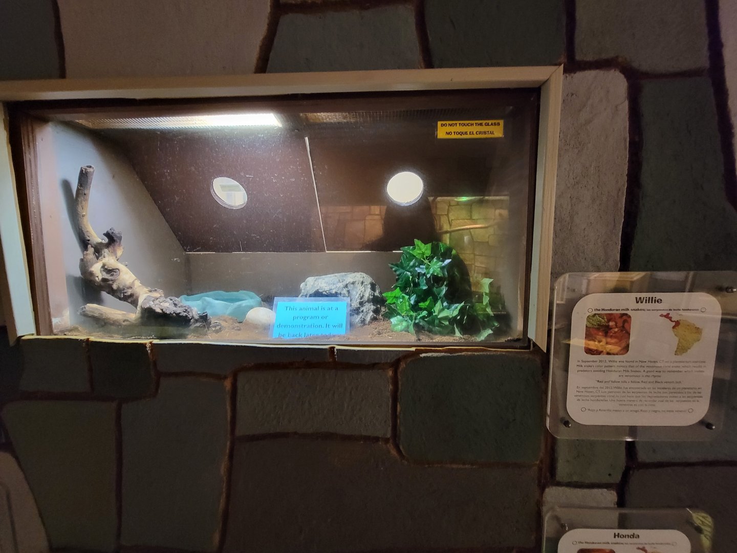 Children's Museum CT - Wildlife Sanctuary Honduran milk snake