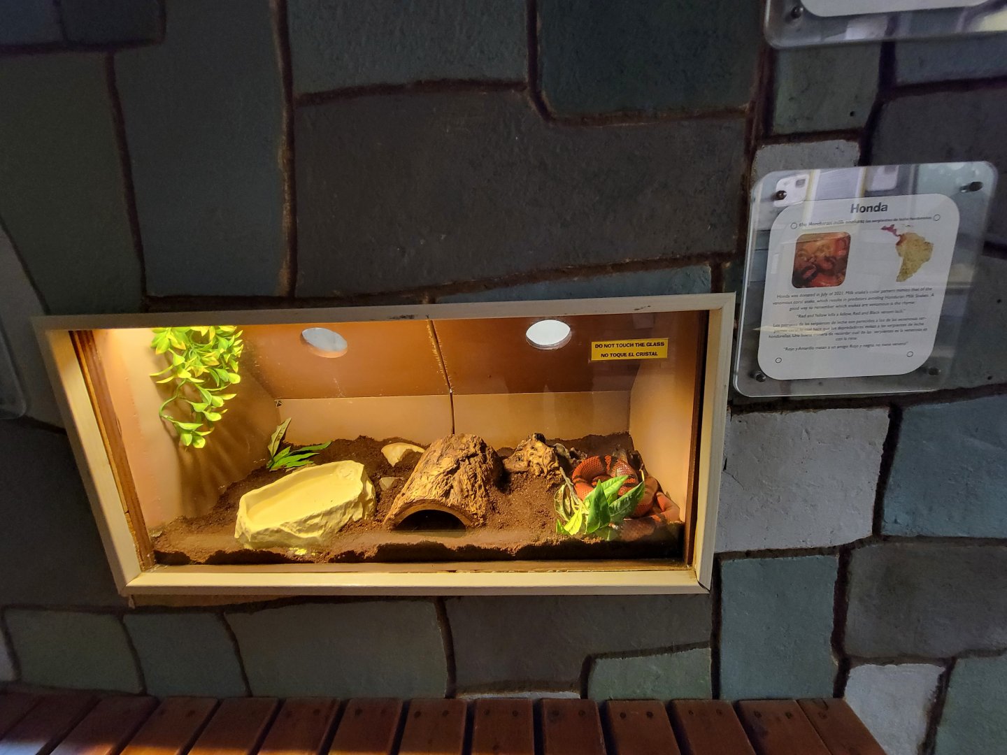 Children's Museum CT - Wildlife Sanctuary Honduran milk snake