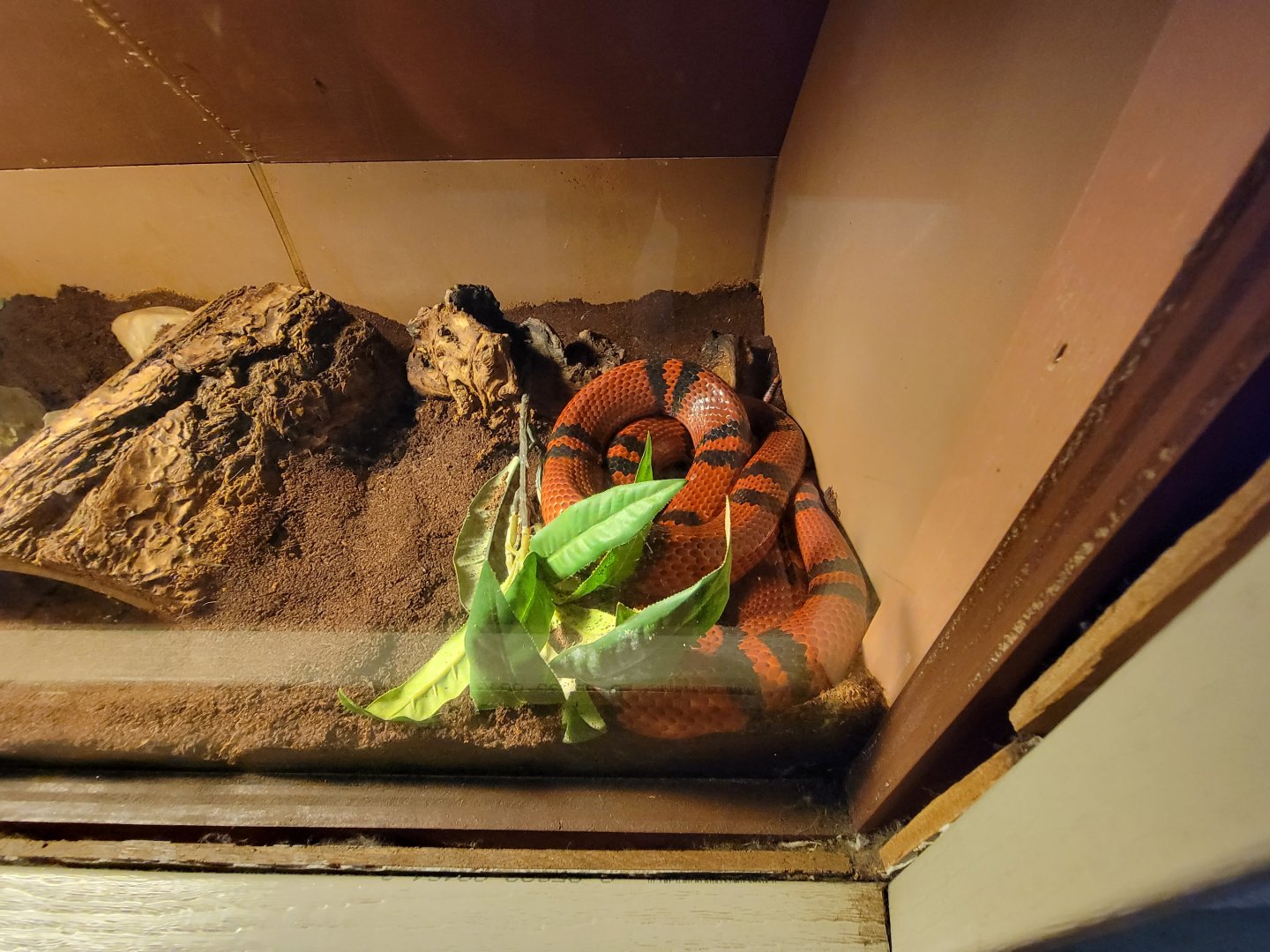 Children's Museum CT - Wildlife Sanctuary Honduran milk snake