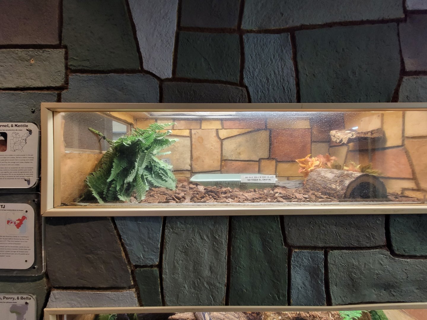 Children's Museum CT - Wildlife Sanctuary north american wood turtle