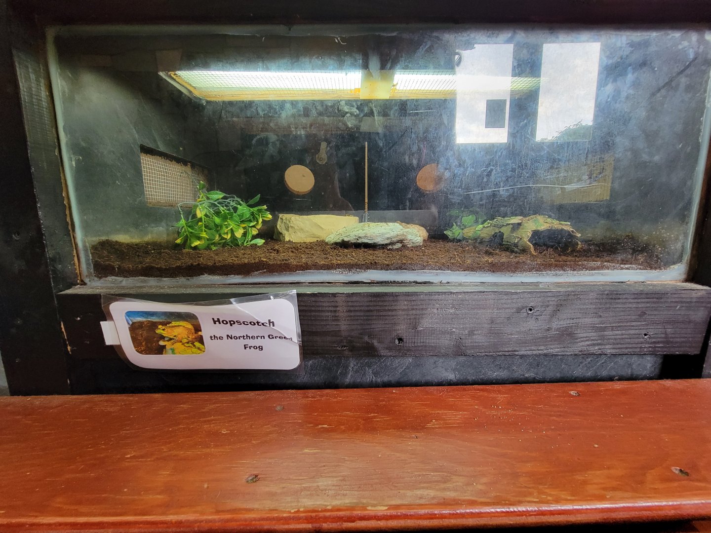 Children's Museum CT - Wildlife Sanctuary northern green frog