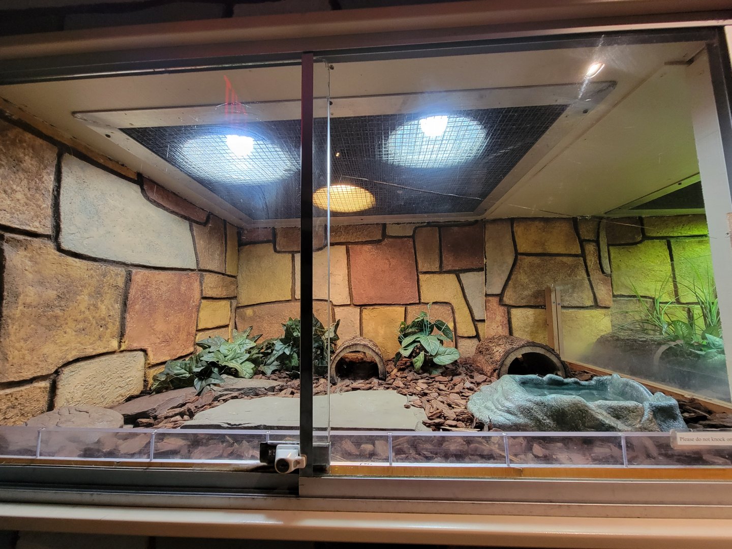 Children's Museum CT - Wildlife Sanctuary ornate box turtle