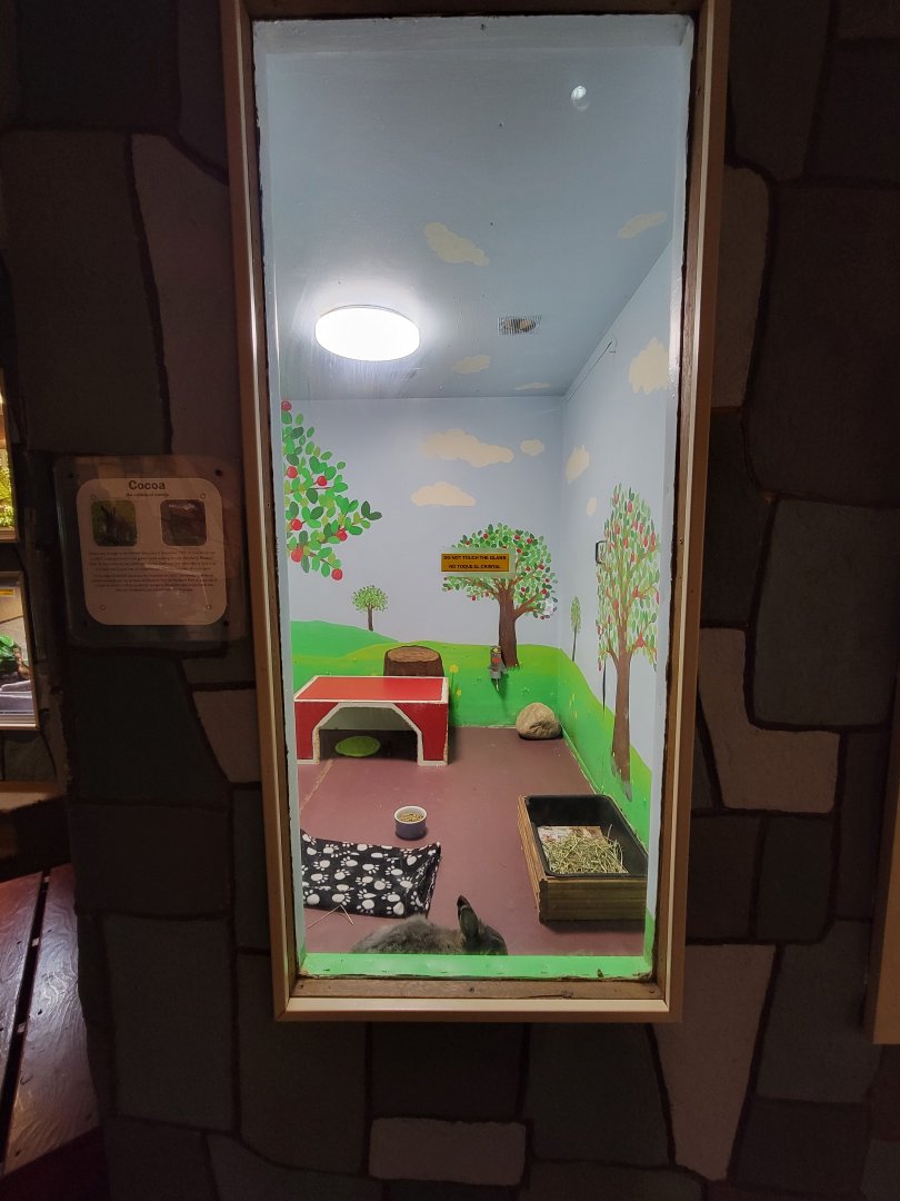 Children's Museum CT - Wildlife Sanctuary rabbits