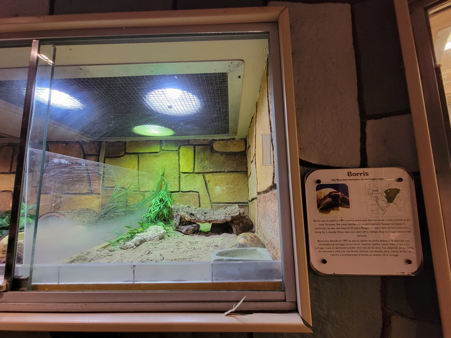 Children's Museum CT - Wildlife Sanctuary Russian tortoise