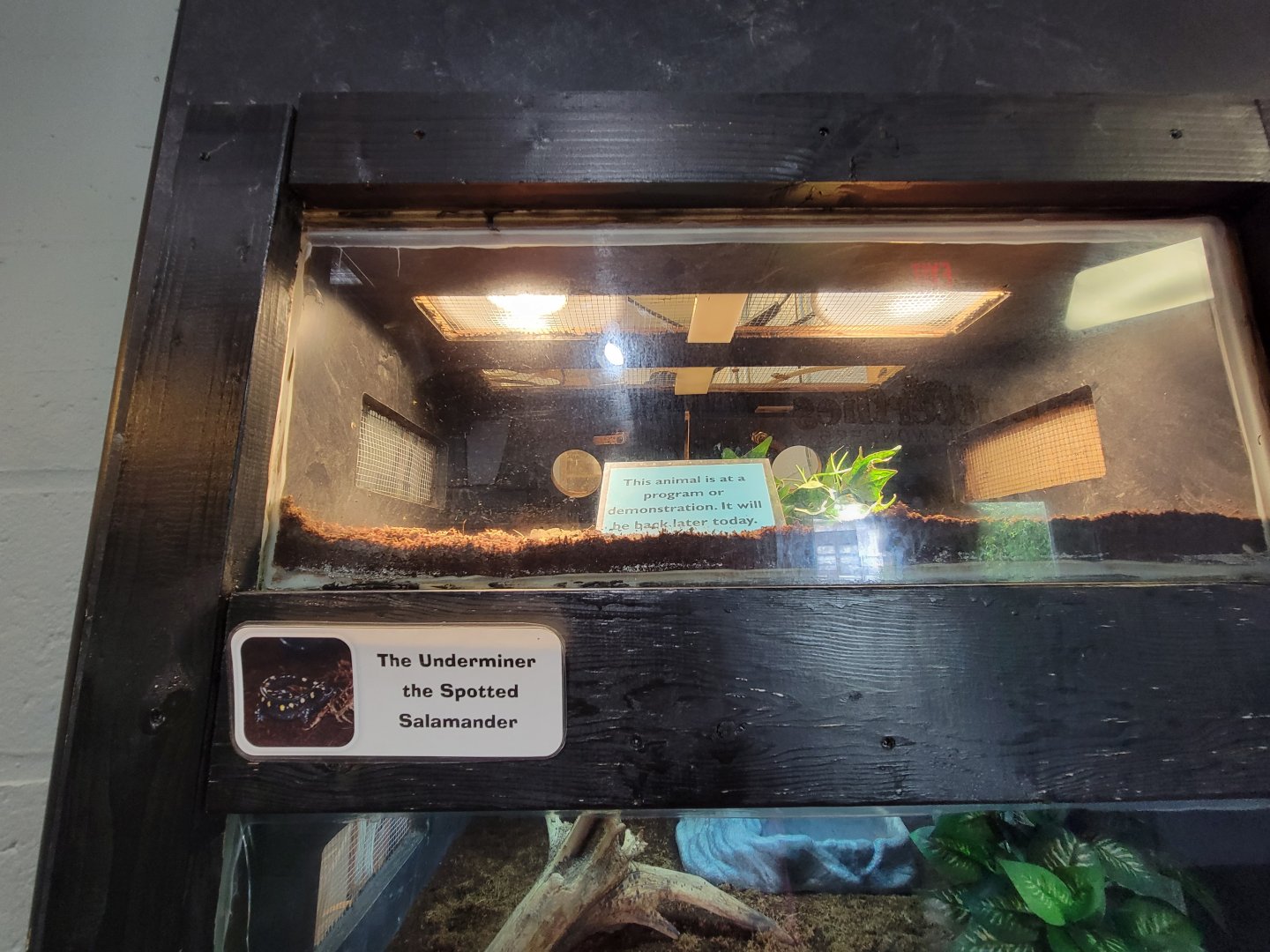 Children's Museum CT - Wildlife Sanctuary spotted salamander