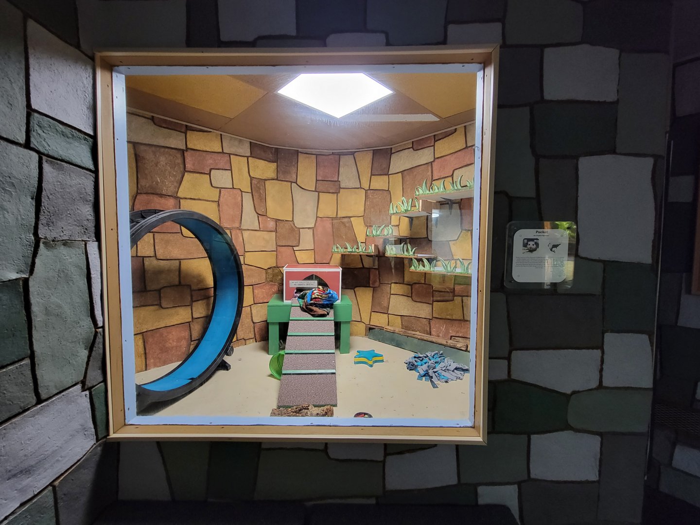 Children's Museum CT - Wildlife Sanctuary Virginia opossum