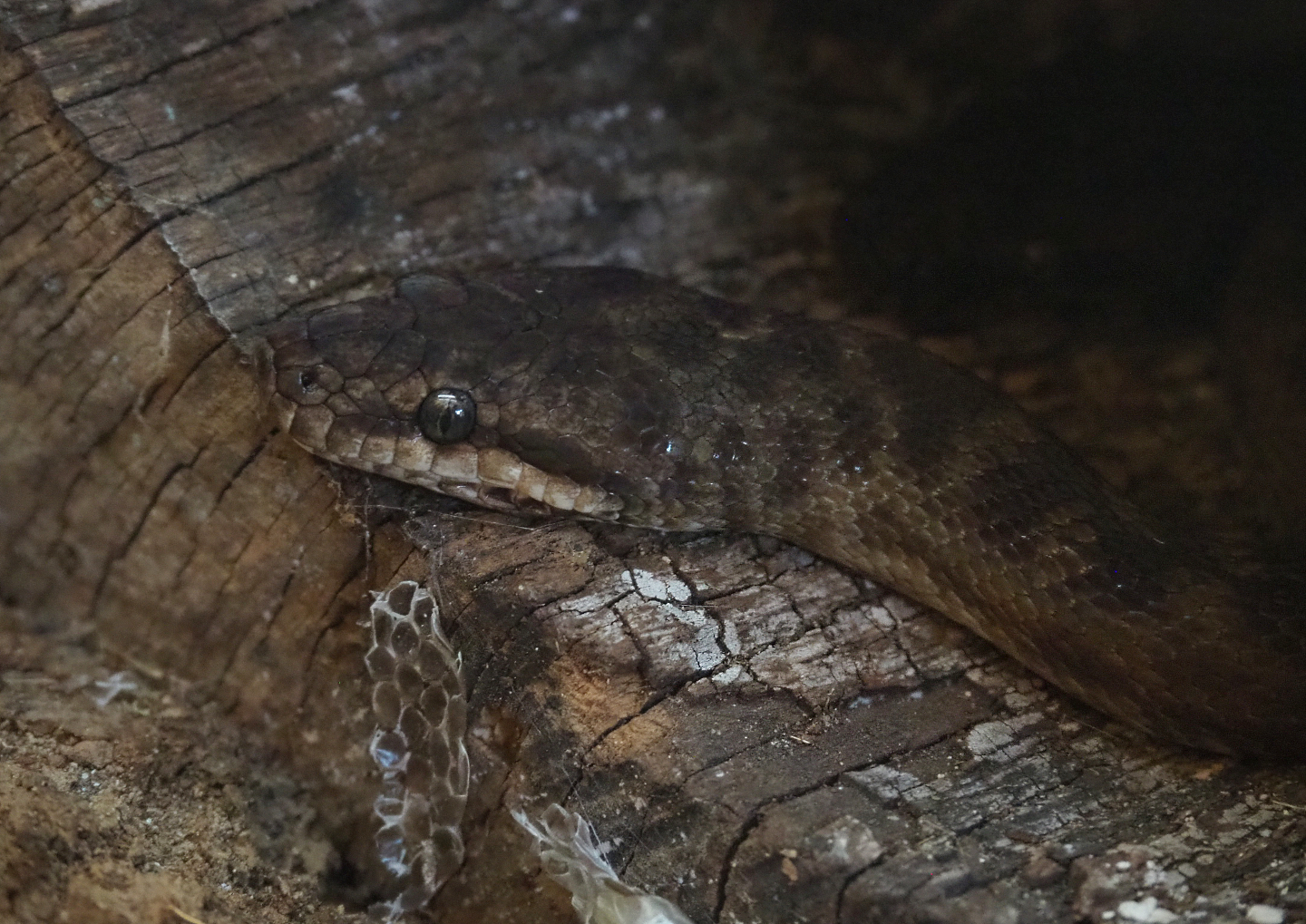 Children’s python (Antaresia childreni), 2020-07-21