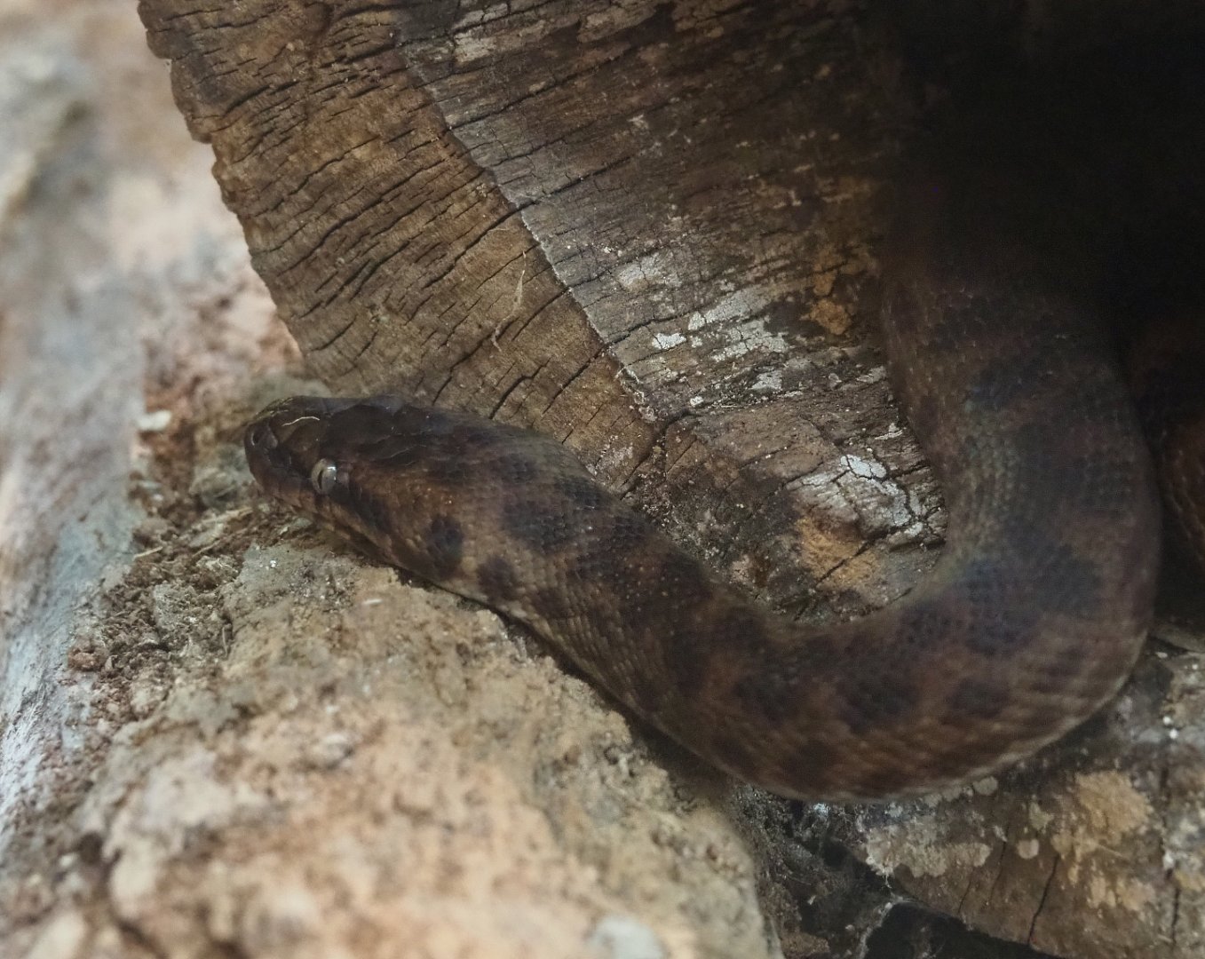 Children’s python (Antaresia childreni), 2020-08-15