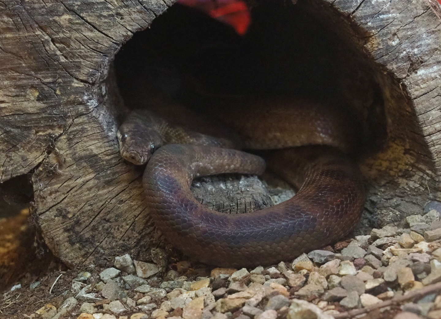 Children’s python (Antaresia childreni), 2021-07-03