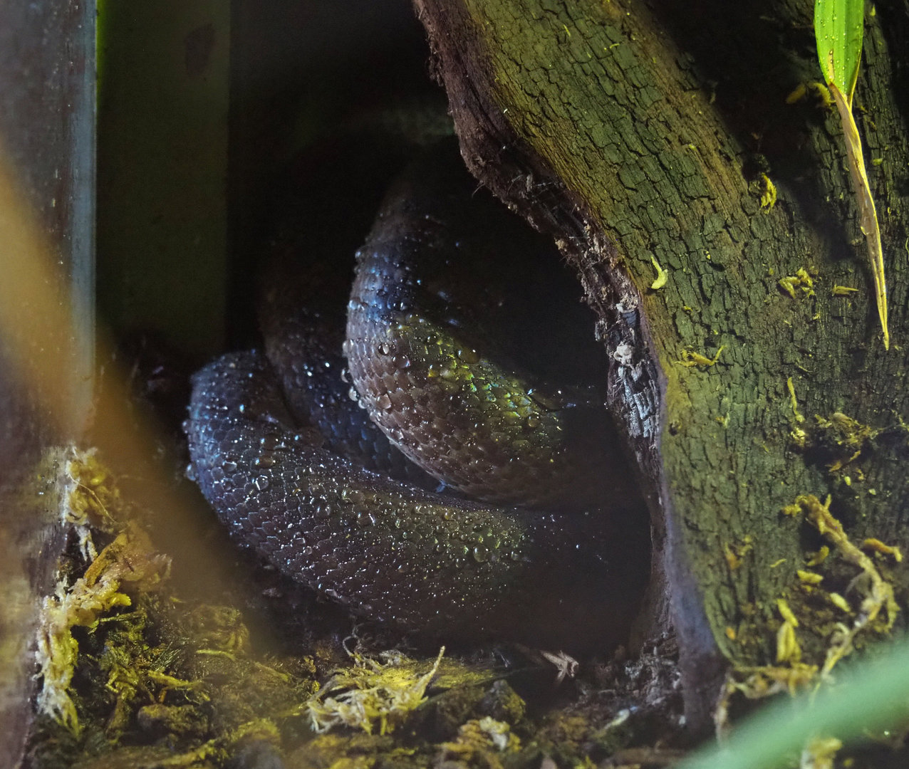 Children’s python (Antaresia childreni), 2022-06-15