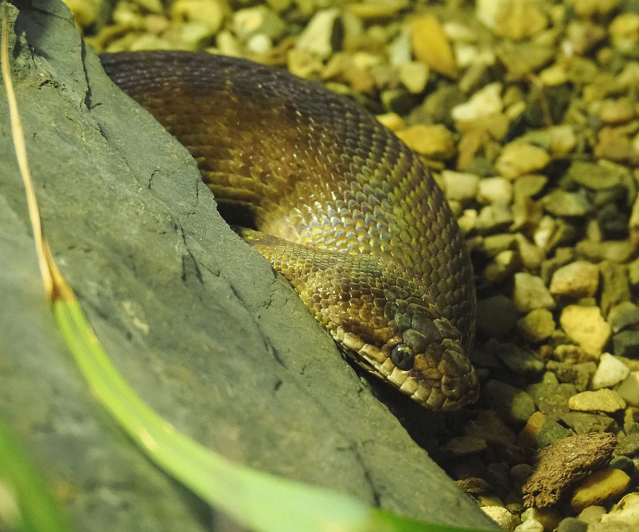 Children’s python (Antaresia childreni), 2022-09-12