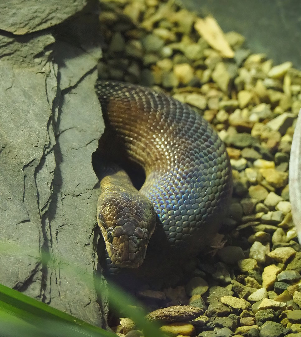 Children’s python (Antaresia childreni), 2022-09-12