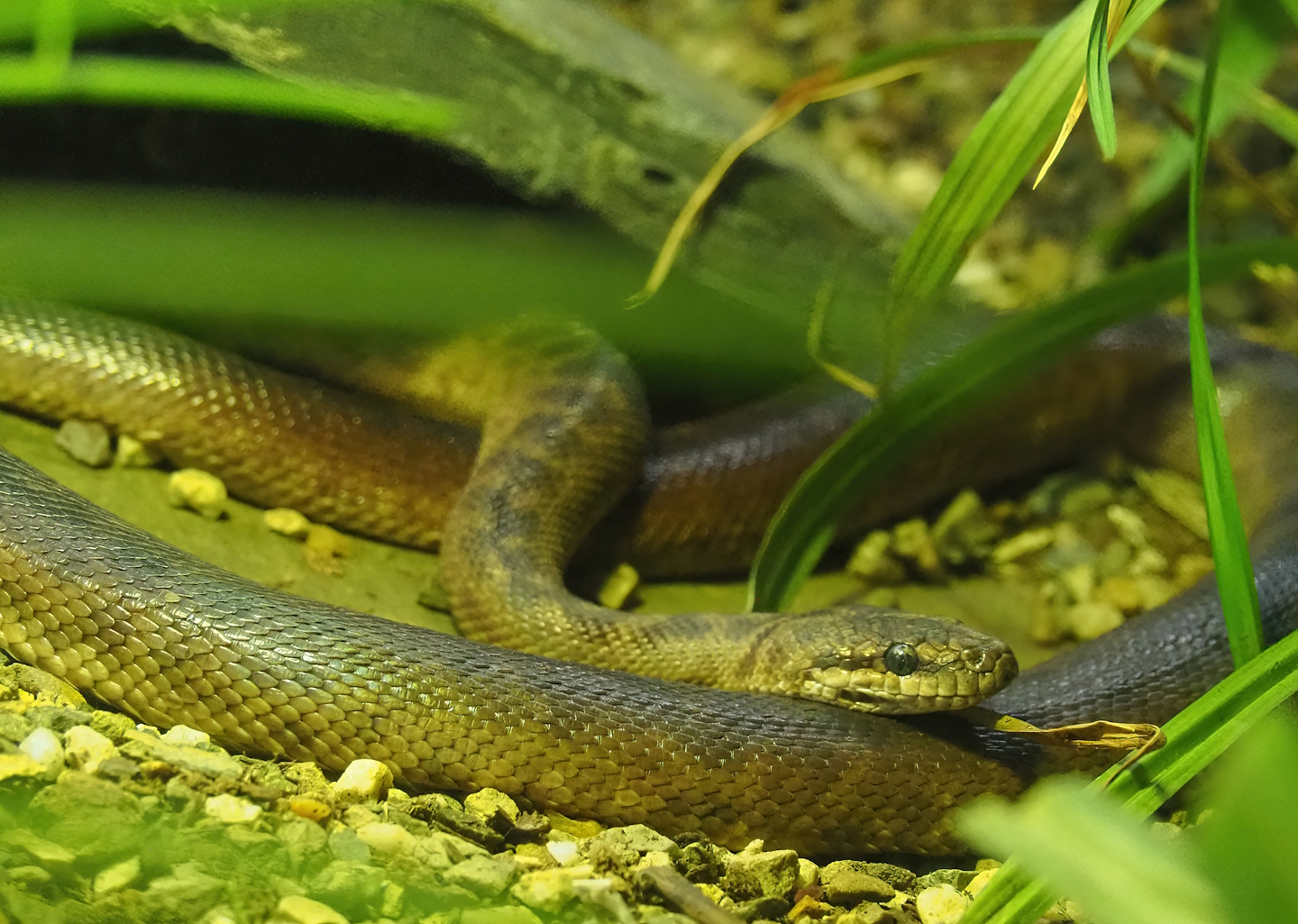 Children’s python (Antaresia childreni), 2023-02-19