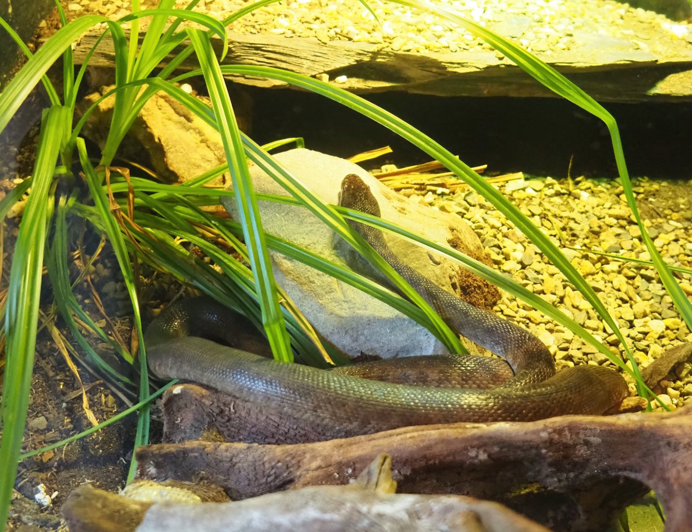 Children’s python (Antaresia childreni), 2023-07-08