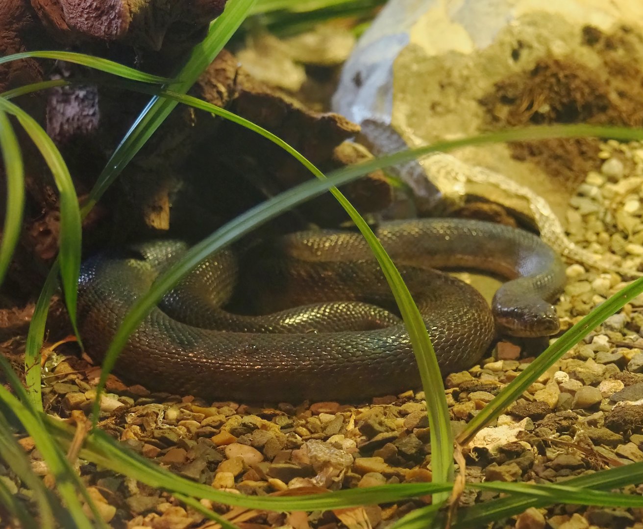 Children's python (Antaresia childreni), 2023-09-19