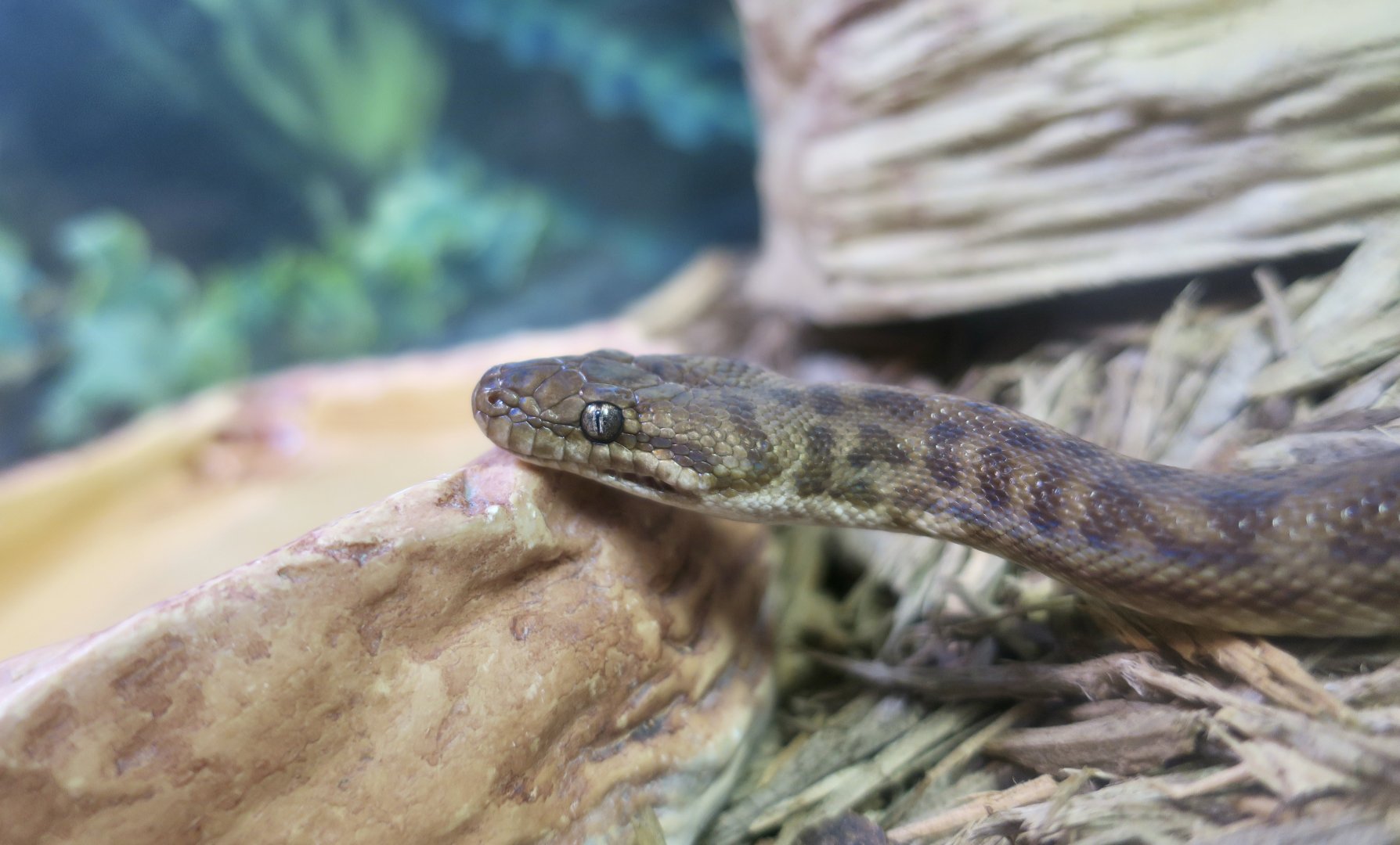 Children's Python (Antaresia childreni)