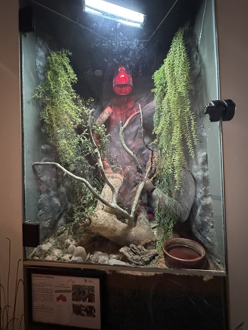 Children’s python exhibit