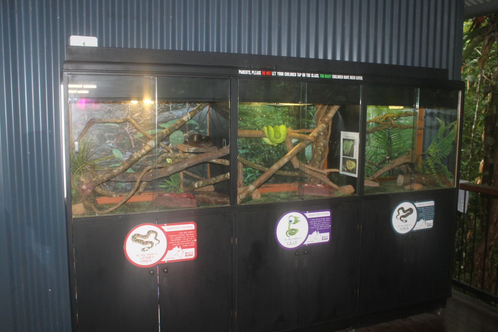 Children's Python, Green Tree Python & Jungle Carpet Python enclosures