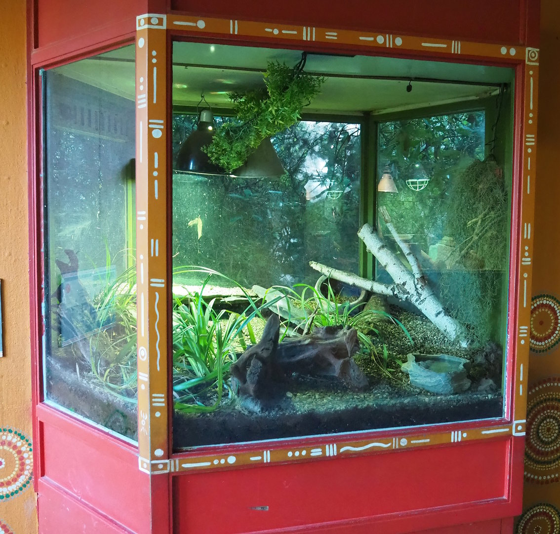 Children's python terrarium, 2022-10-19