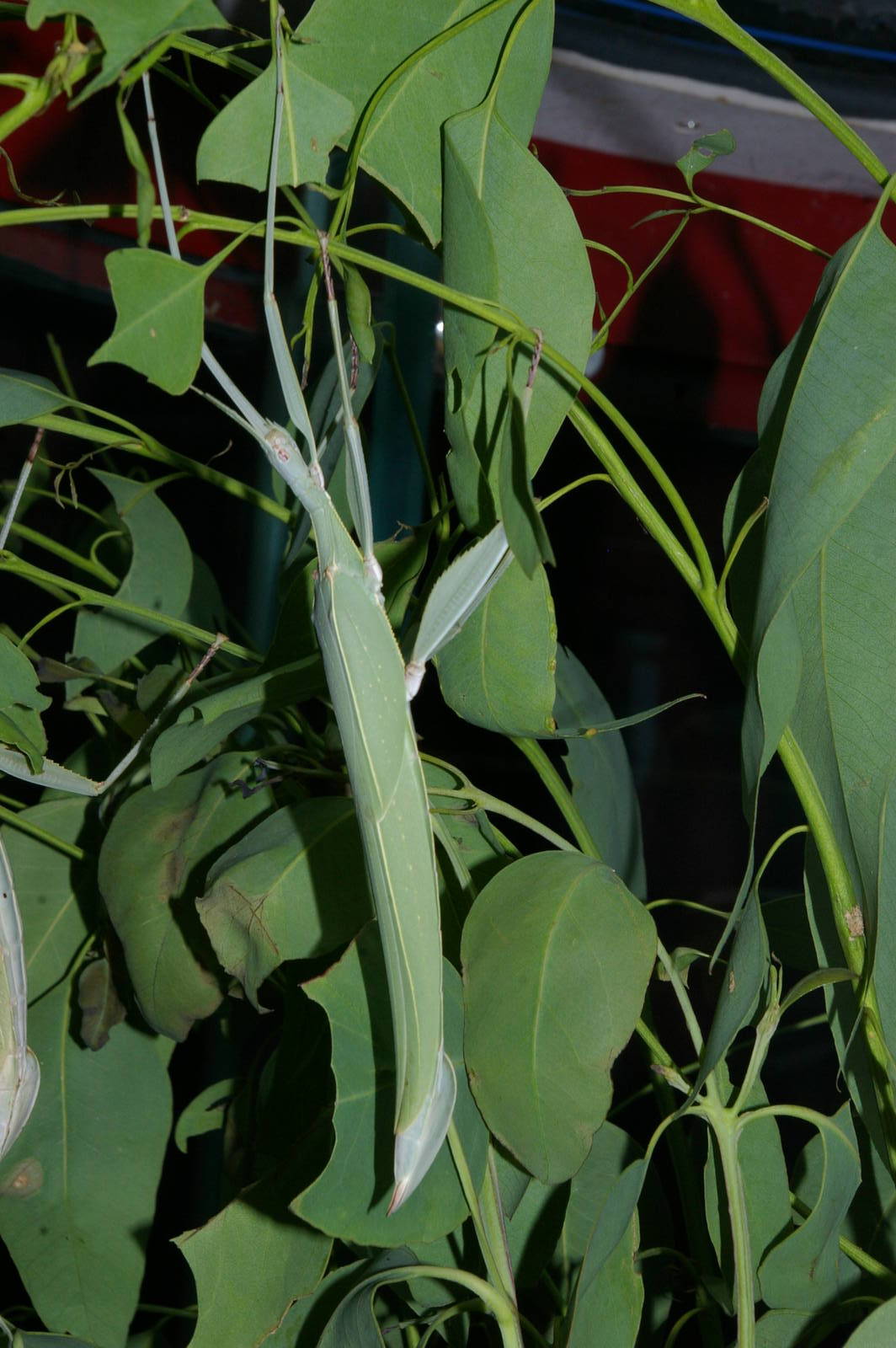 Childrens stick insect (Tropidoderus childrenii)