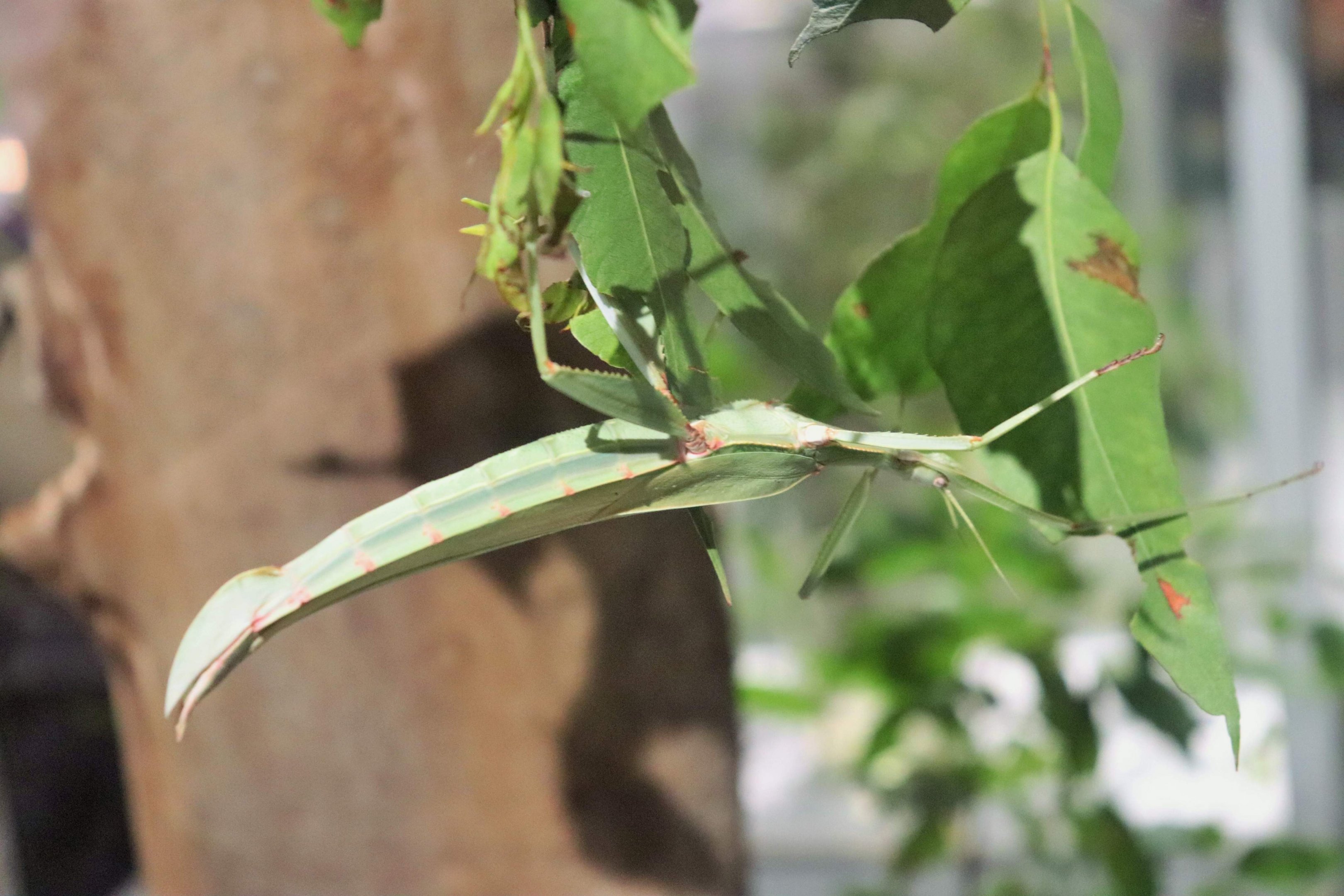 Children's Stick Insect (Tropidoderus childrenii)