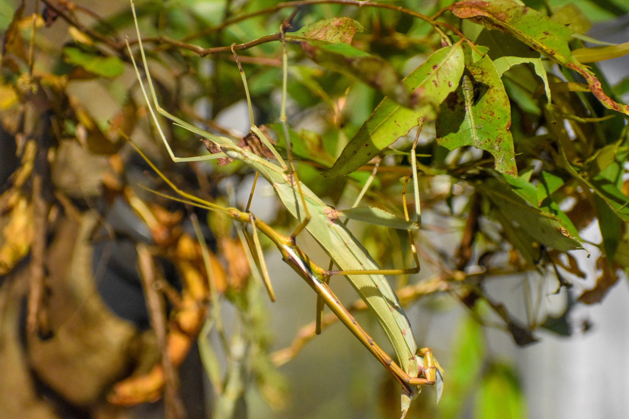 Children's Stick Insect (Tropidoderus childrenii)