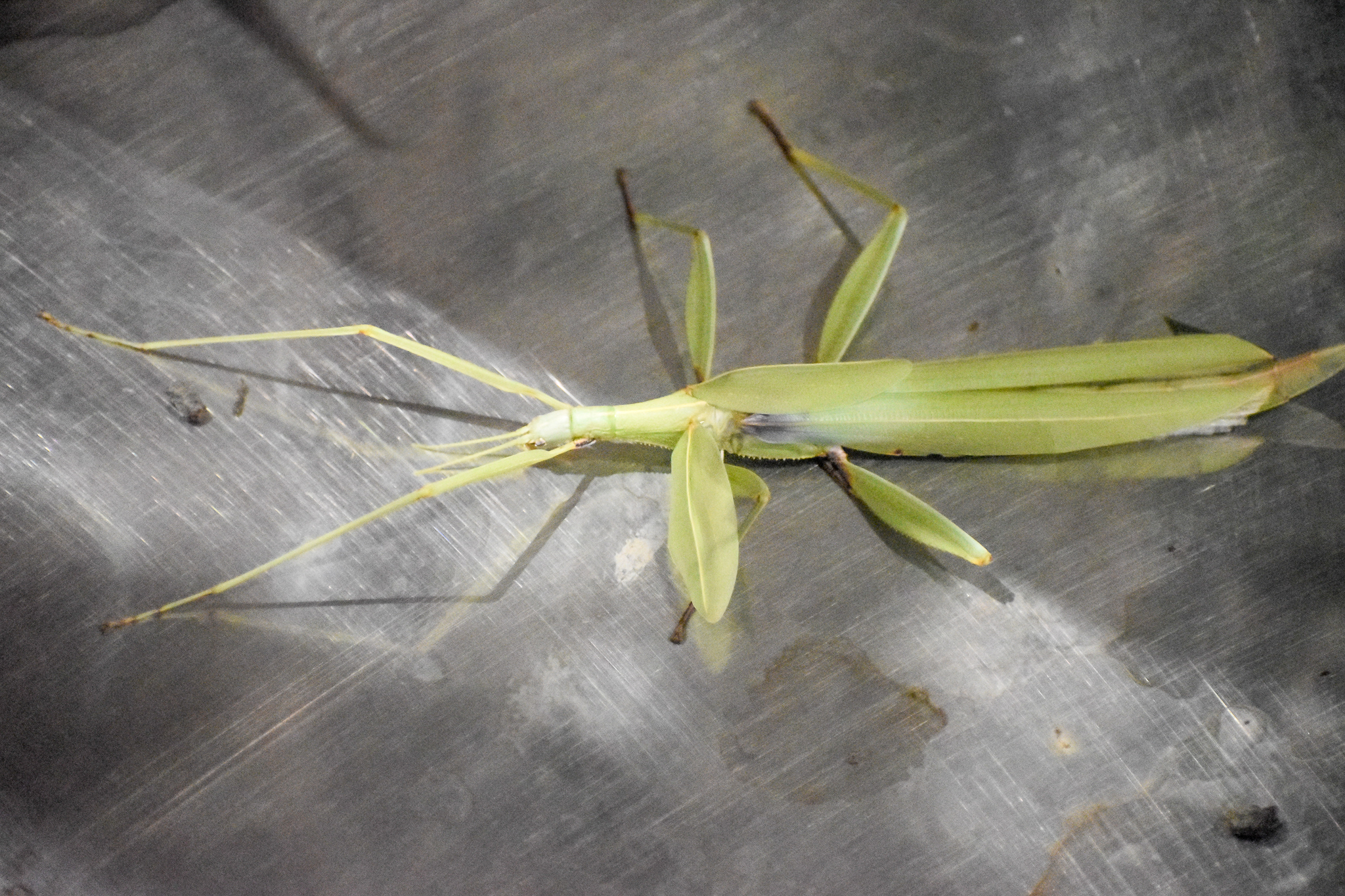 Children's Stick Insect