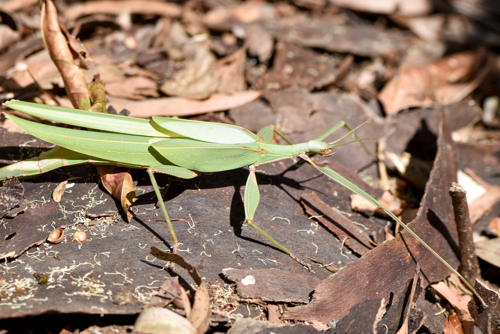 Children's Stick-Insect