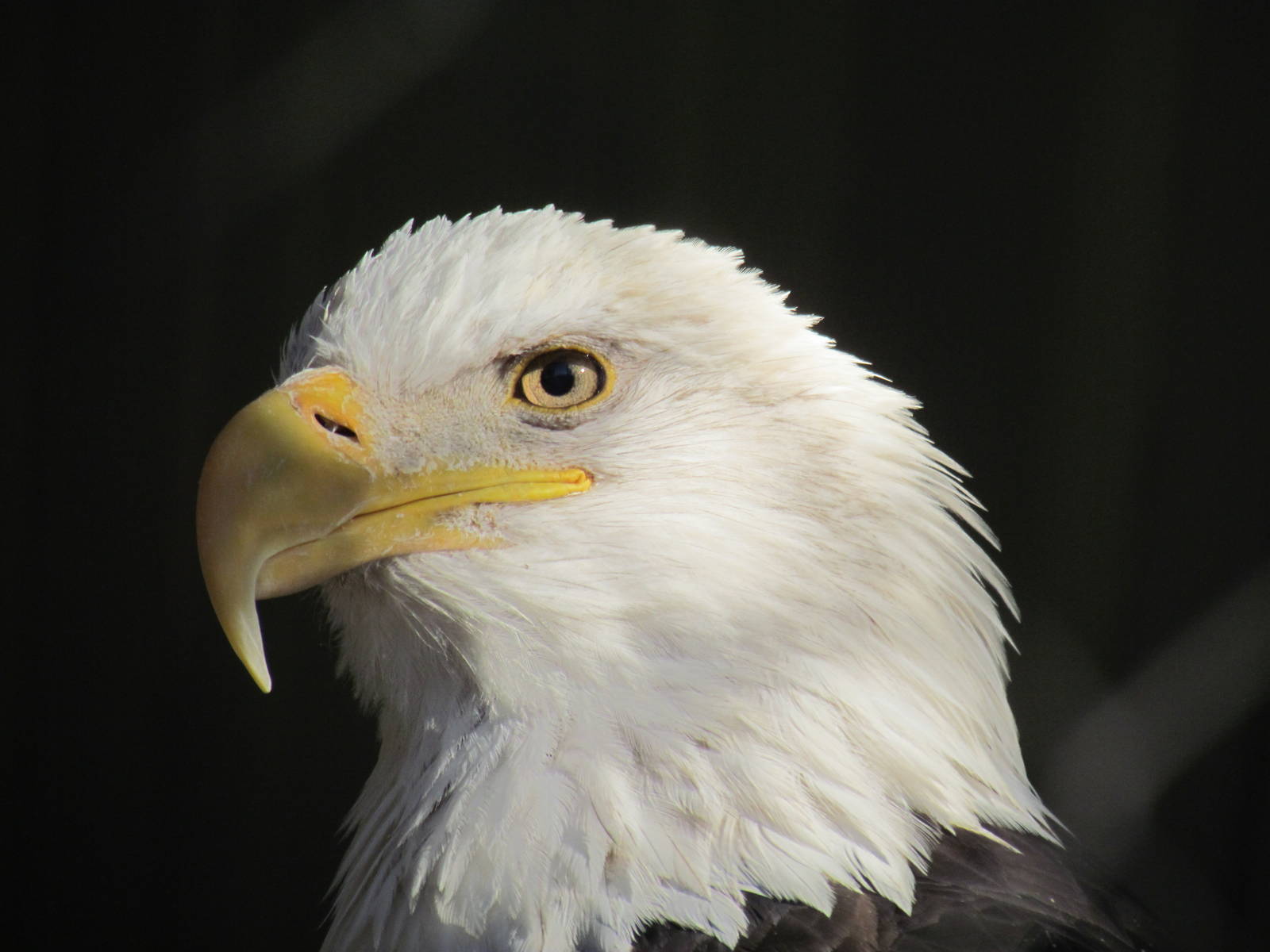 Children's Trail - Bald Eagle