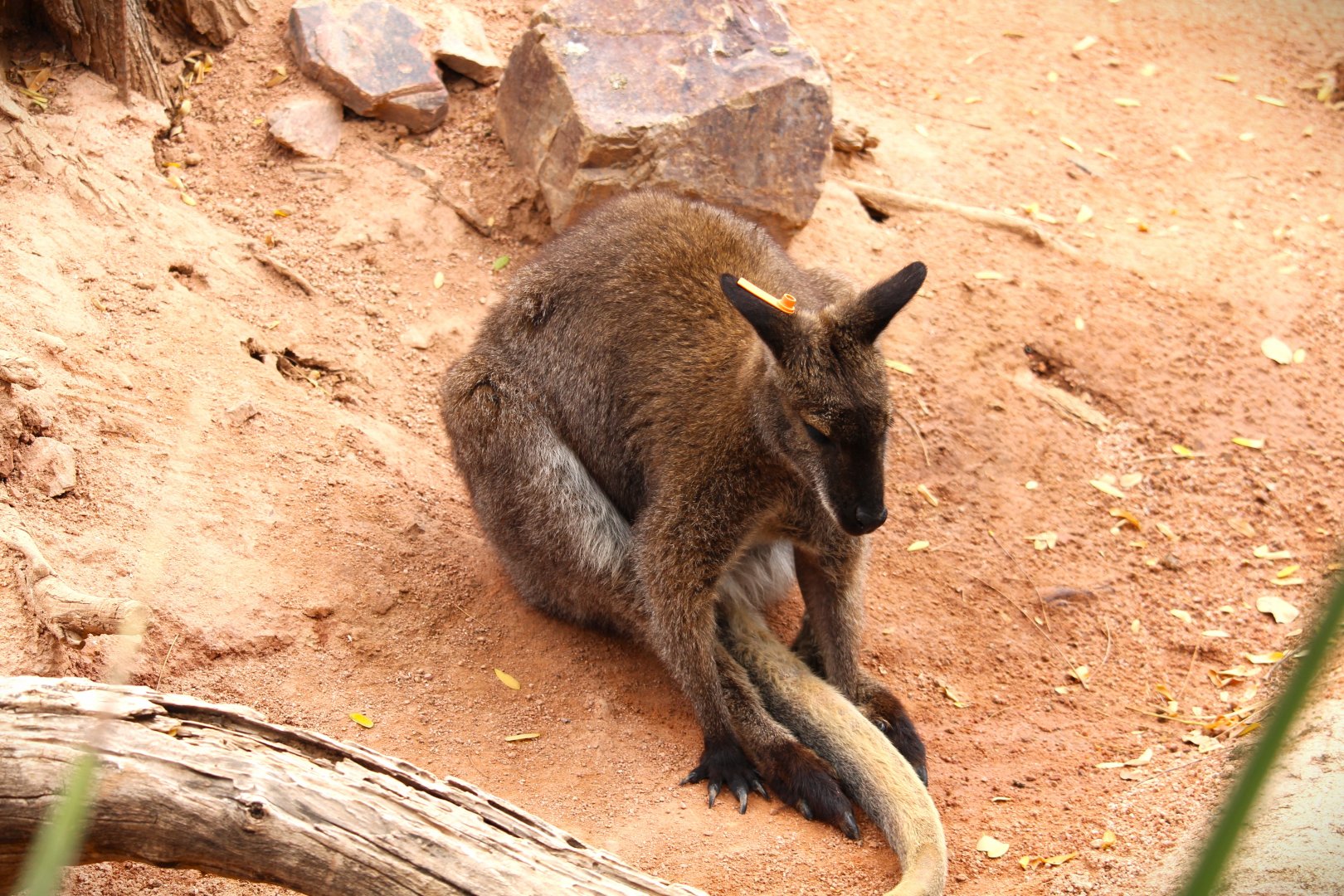 Childrens' Trail - Bennett's Wallaby