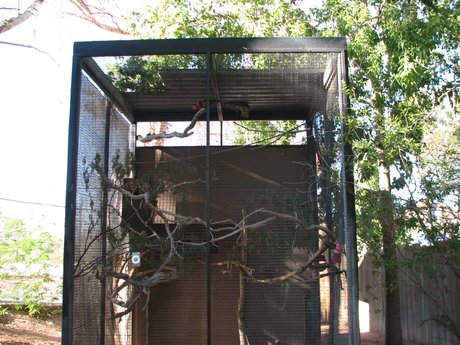 Childrens Trail - Black-capped Lory Exhibit