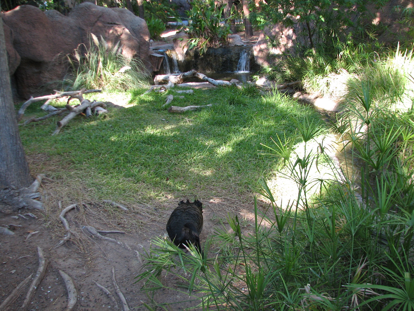 Childrens Trail - Black Swan Exhibit