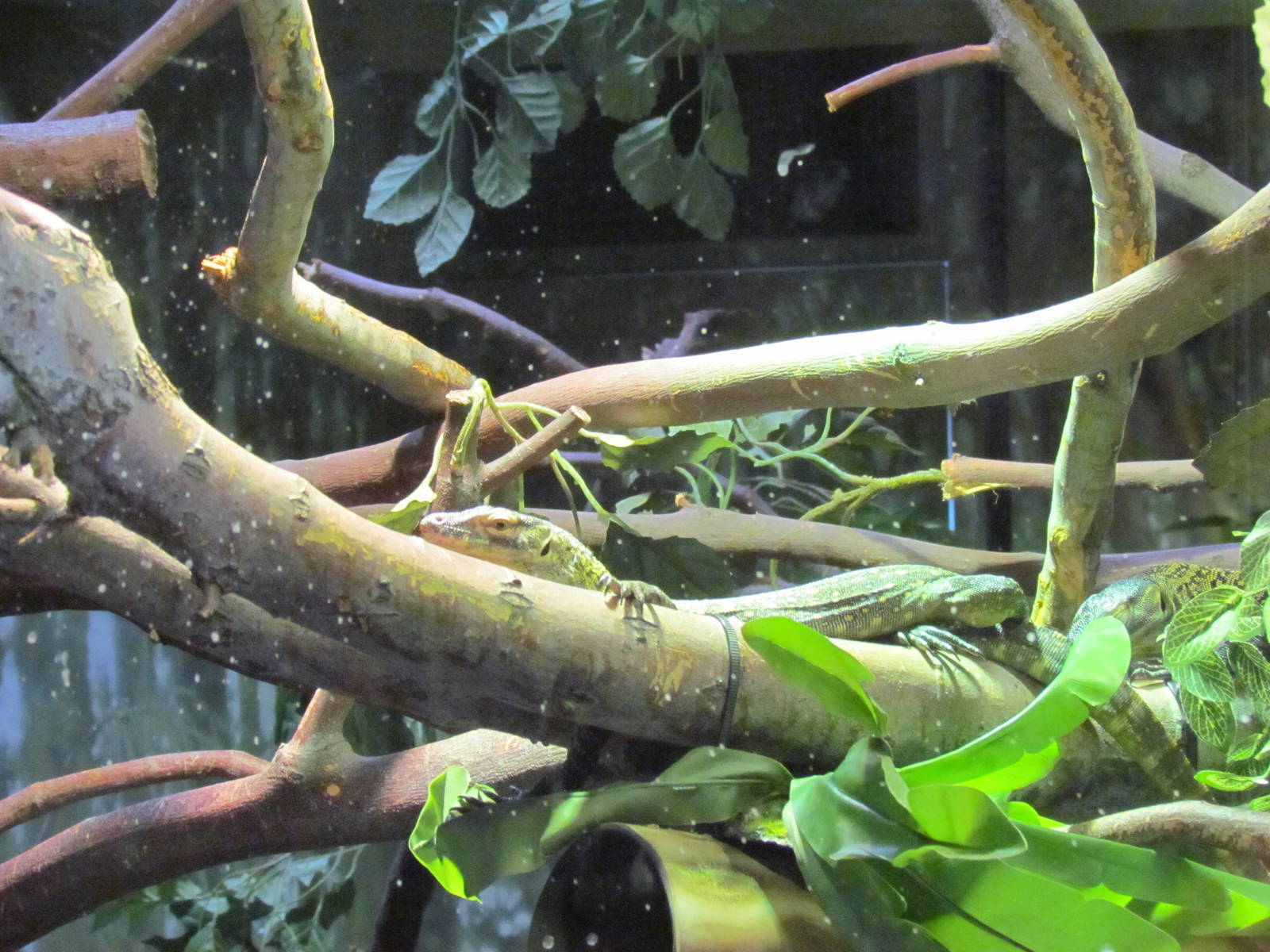 Children's Trail - Bush House