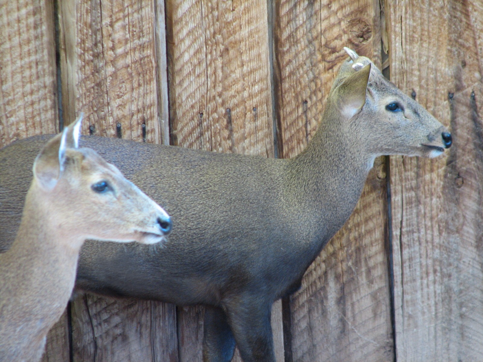 Childrens Trail - Calamian Deer