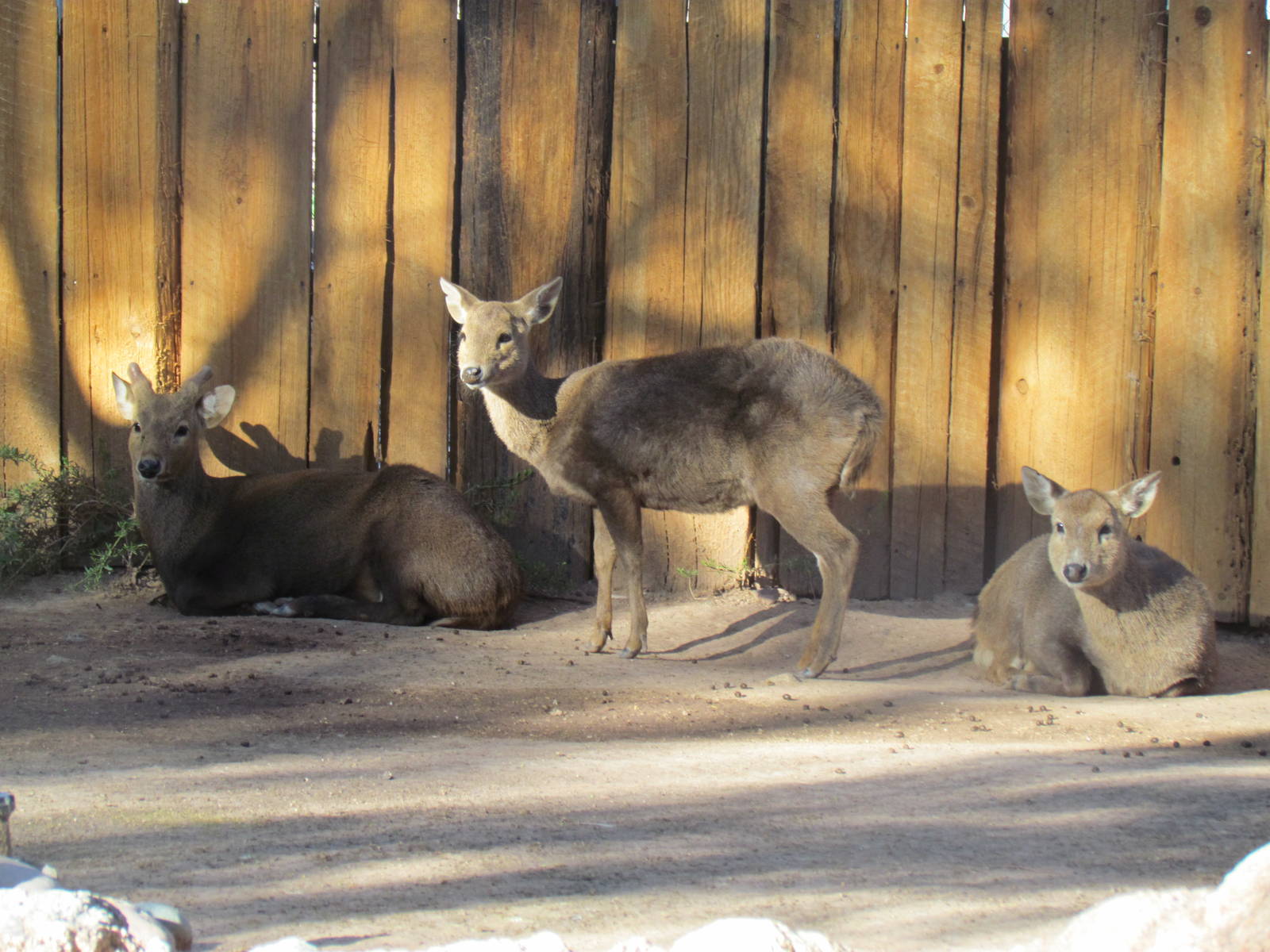 Children's Trail - Calamian Deer