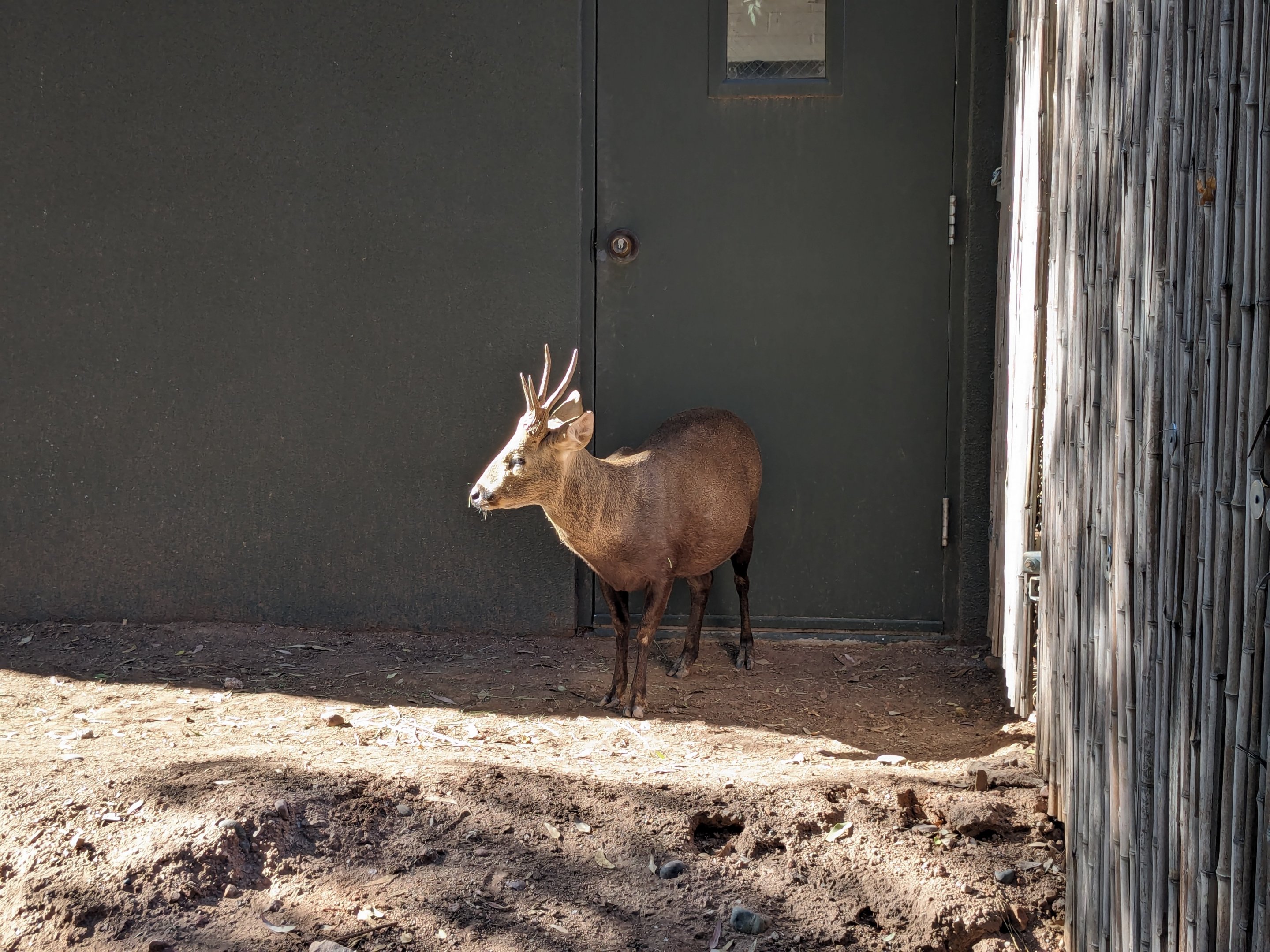 Children's Trail - Calamian Deer