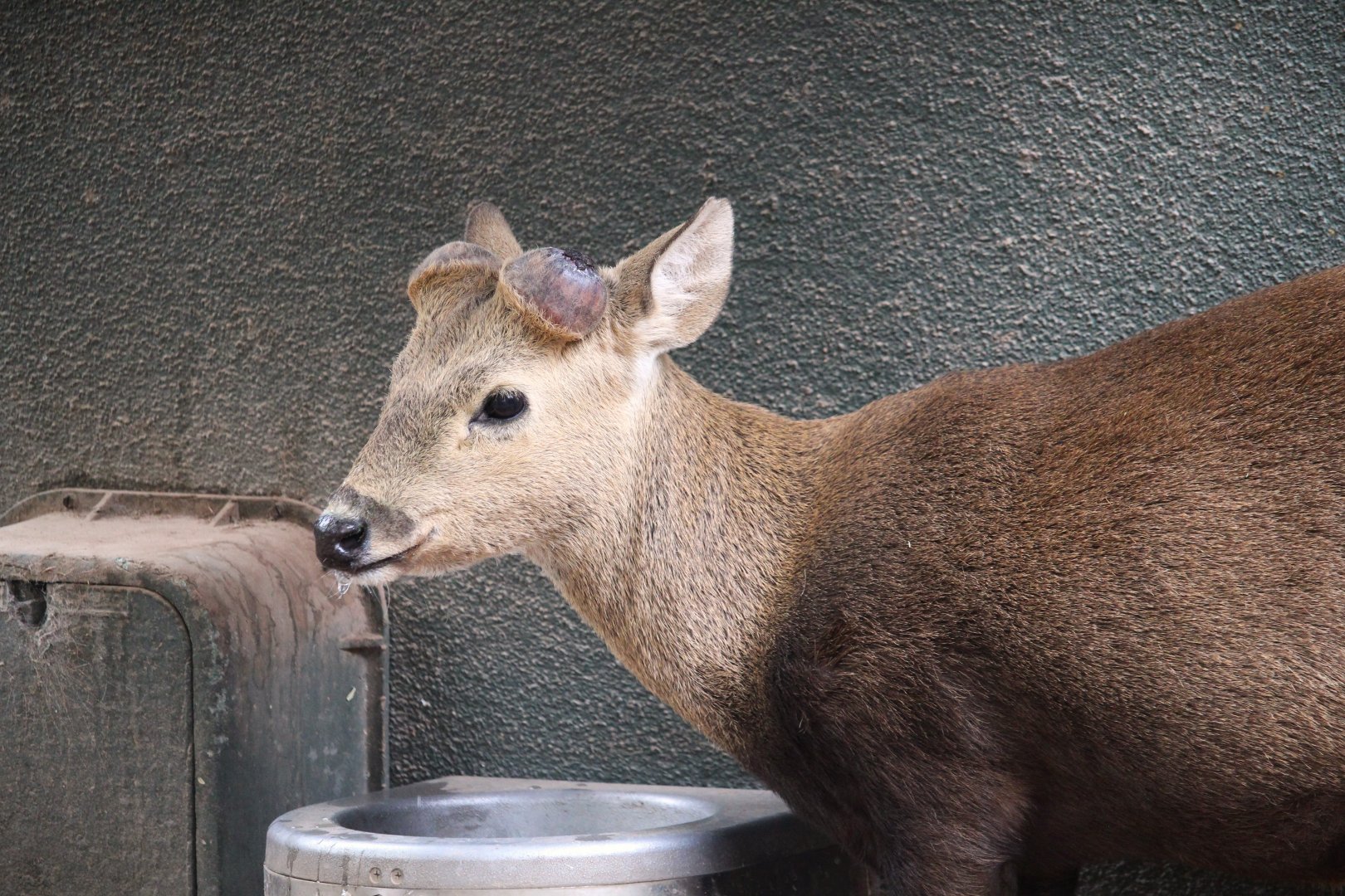 Childrens' Trail - Calamian Deer